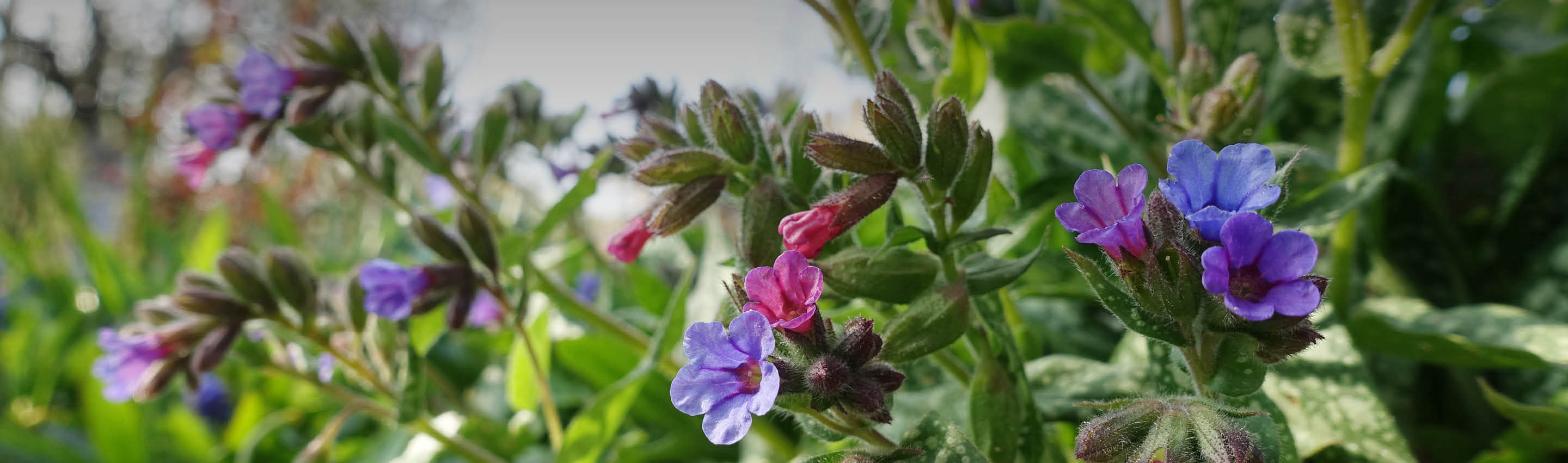 Lungenkraut Blüten Bio – Rosa & Blau in Naturfarben | EDEL KRAUT Lungenkraut Bio Blüten in Rosa und Blau – traditionelle Frühlingspflanze von EDEL KRAUT