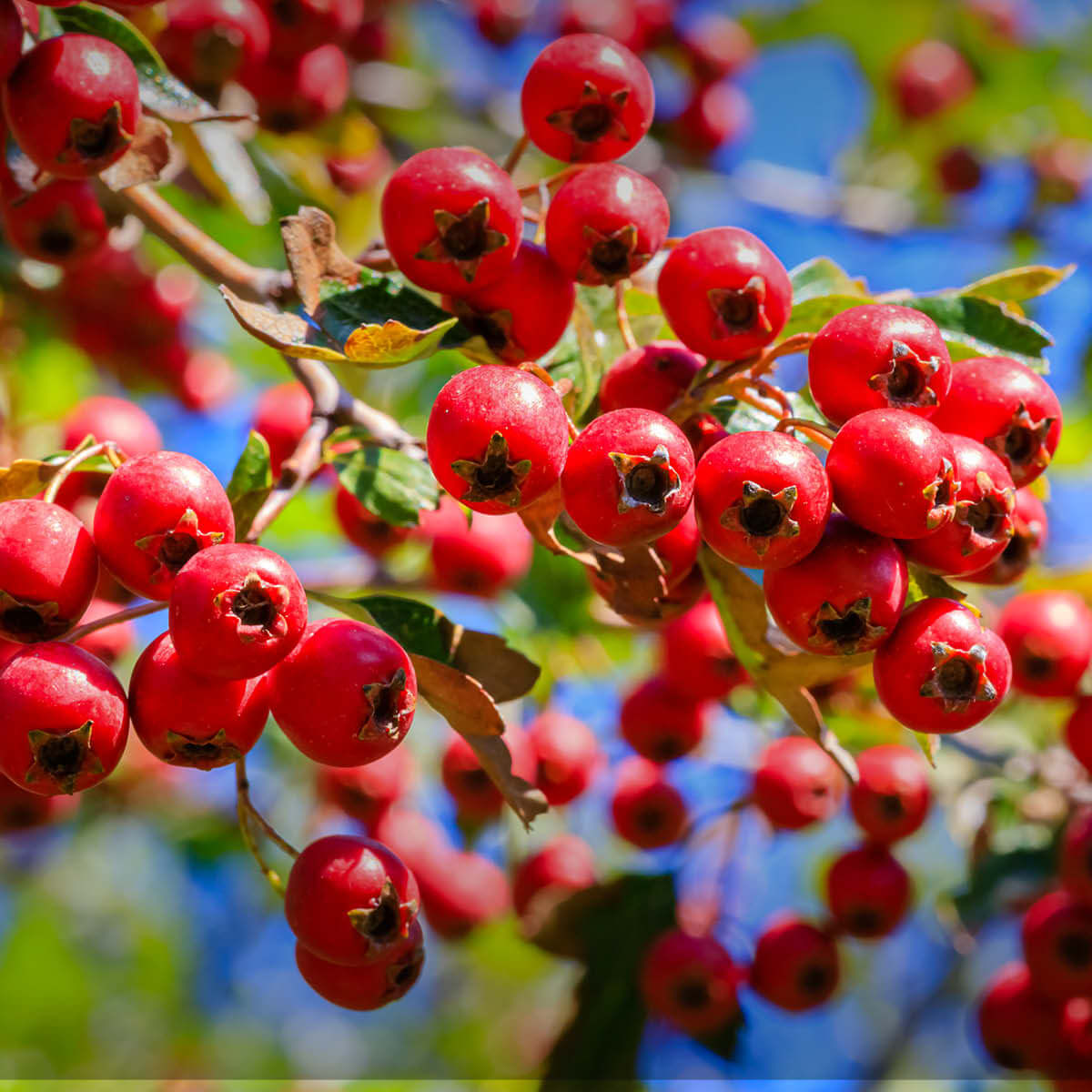 Weißdornbeeren BIO Qualität - vollreife Früchte Vollreife Weißdornbeeren in BIO-Qualität - sortenreine Früchte des Crataegus monogyna mit charakteristischem Sternfortsatz, naturrein und chargengeprüft.
