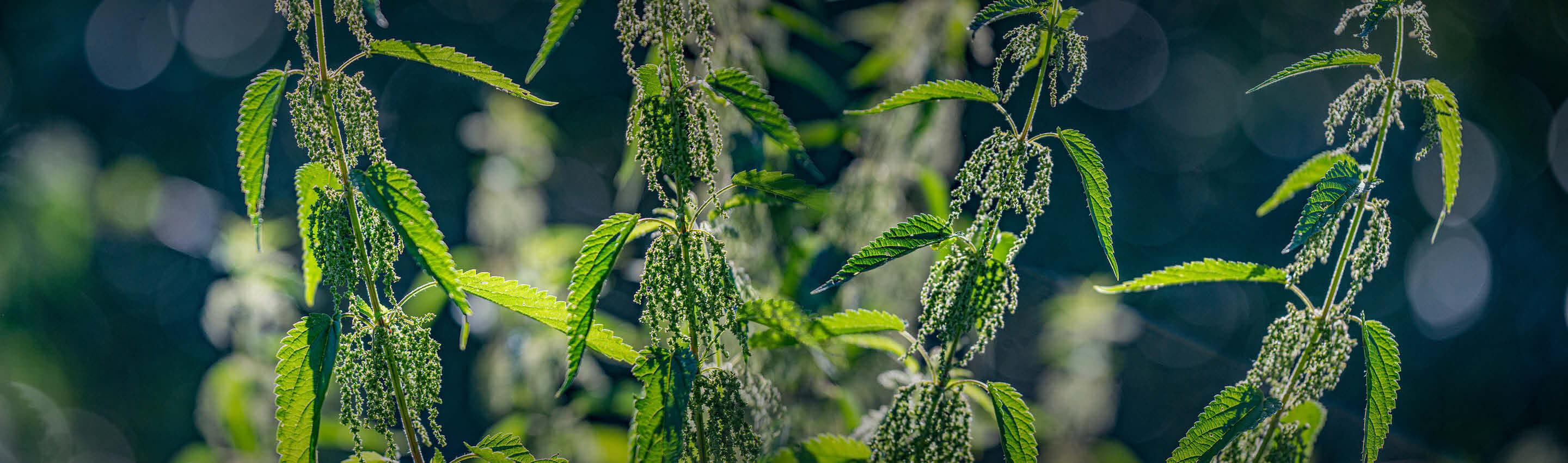 Blühende Brennnesseln im Gegenlicht - Urtica dioica mit hängenden Blütenrispen am natürlichen Standort Brennnessel Bio kaufen - natürliche Herkunft | EDEL KRAUT
