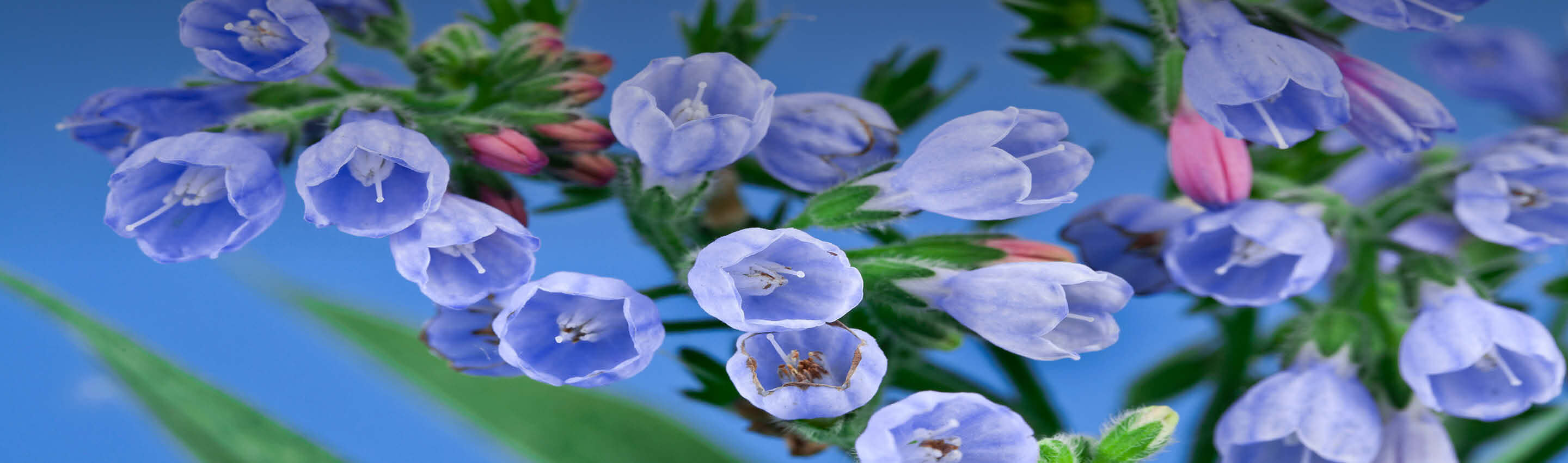 Beinwell Blüte - charakteristische blaue Glockenblüten | EDEL KRAUT. Blaue Beinwellblüten mit geöffneten Kelchen vor blauem Himmel in Nahaufnahme | EDEL KRAUT