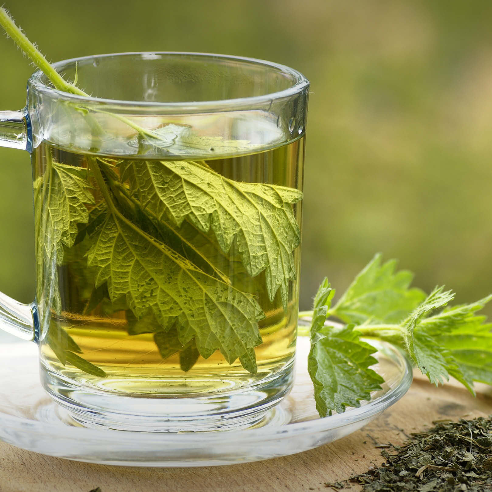 Brennnesselblätter Tee in Glastasse - goldgelber Aufguss mit frischen Urtica dioica Blättern neben getrocknetem Kraut Brennnesselblätter - BIO Brennnesseltee