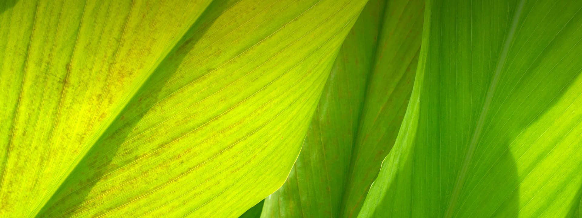 Kurkuma Pflanze - hellgrüne Blätter von Curcuma longa mit feiner Nervatur im Gegenlicht Kurkuma Pflanze - Curcuma longa Blätter | EDEL KRAUT