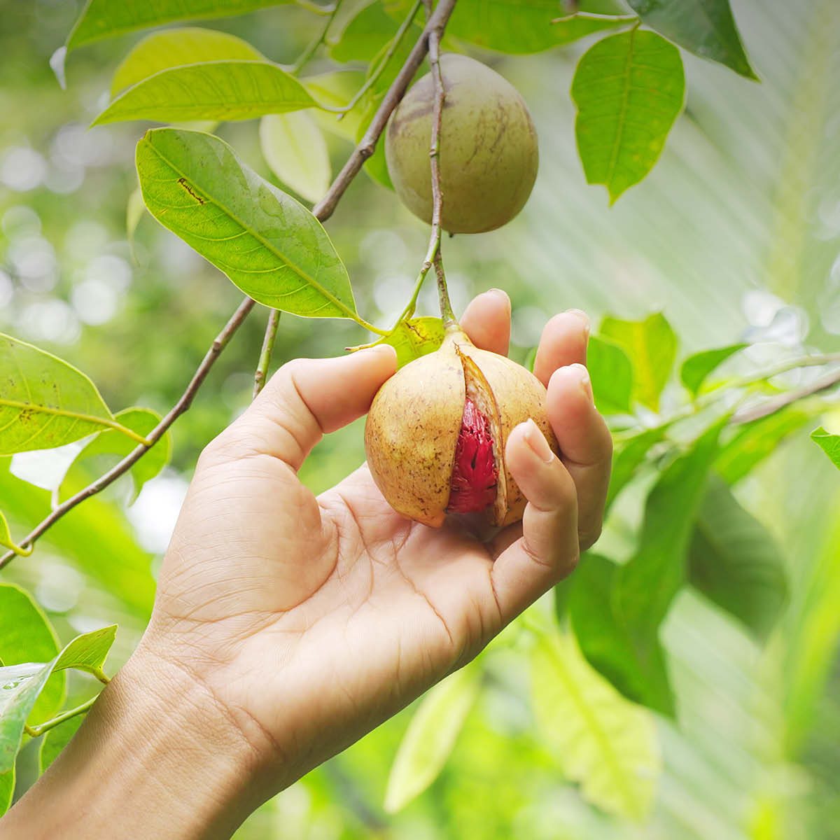 BIO Macis kaufen - Muskatblüte - Arillus – EDEL KRAUT Macis kaufen - Bio Muskatblüte - Arillus der Muskatnuss - sortenrein in der EDEL KRAUT Manufaktur. Klassisches Festtags-Gewürz.