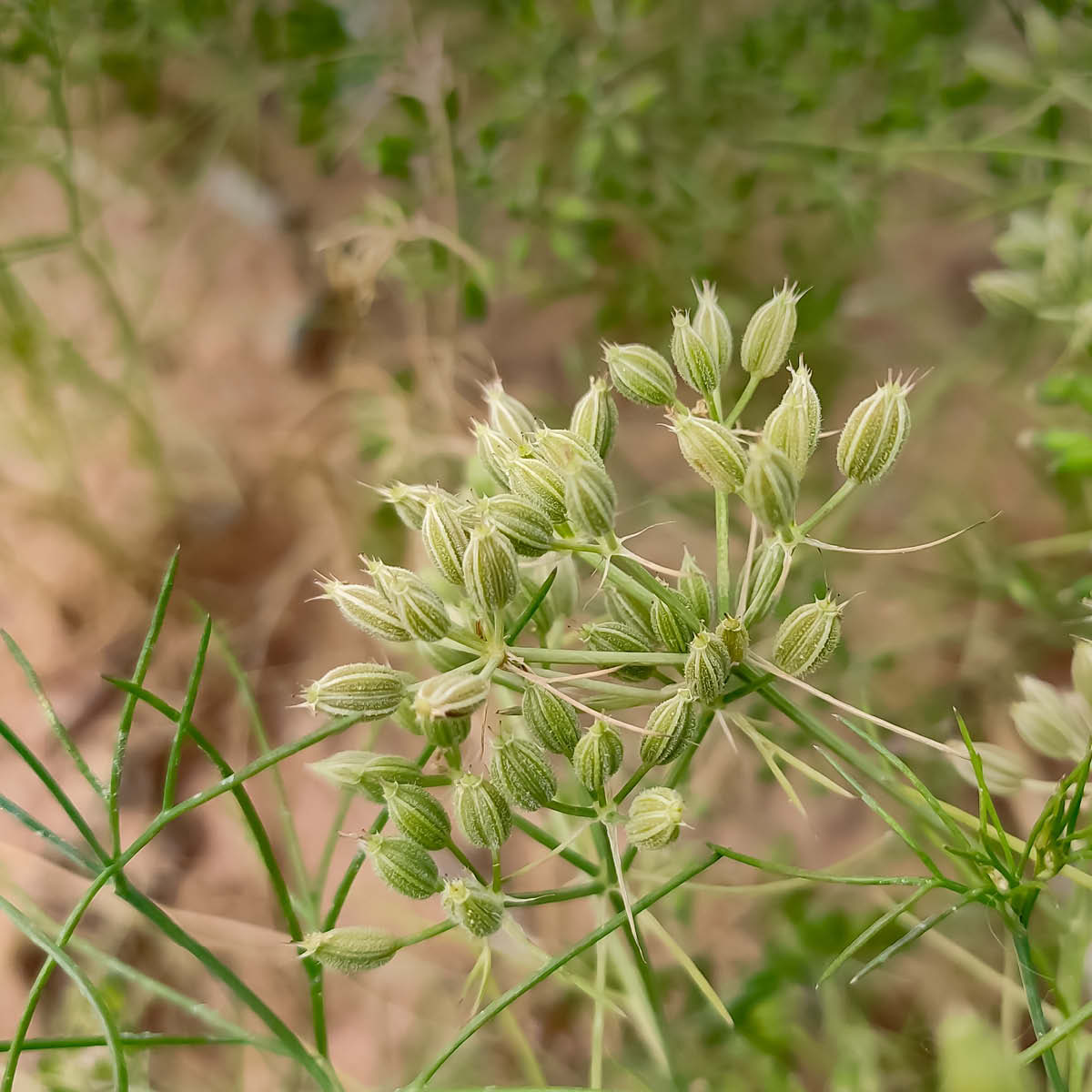 Cuminum cyminum Pflanze - Bio-Rohstoff Kreuzkümmel Cuminum cyminum aus der Apiaceae-Familie - die einjährige Doldenblütler-Pflanze als Bio-Kreuzkümmel-Rohstoff für EDEL KRAUT.