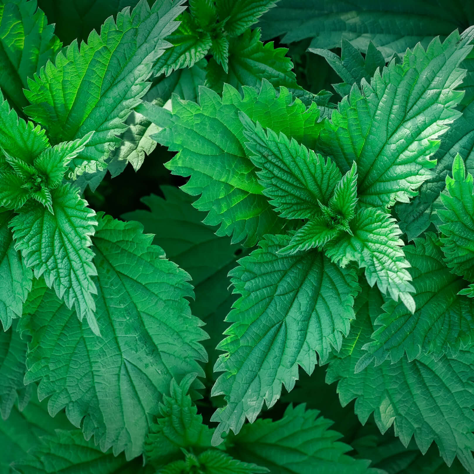 Brennnesselblätter am natürlichen Standort - tiefgrüne Urtica dioica Blätter mit charakteristischer Zähnung Brennnesselblätter - BIO Brennnesseltee