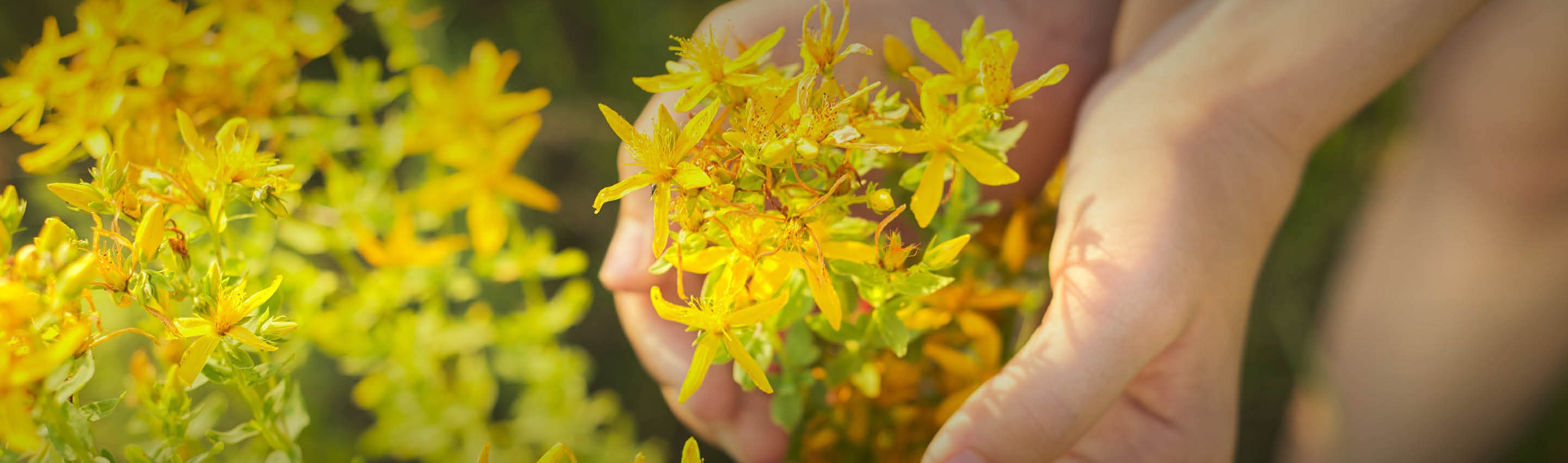 EDEL KRAUT Philosophie – Achtsamkeit, Handwerk und Natur im Einklang Detailaufnahme frischer Johanniskraut-Blüten in Händen bei der Ernte – verantwortungsvoll und naturverbunden