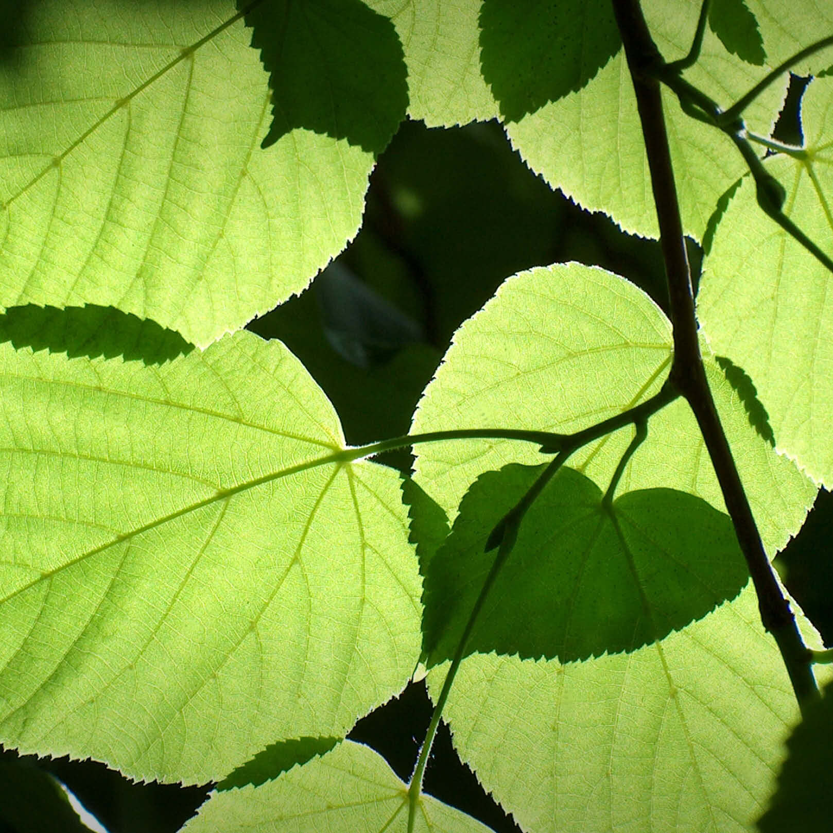 Frische Lindenblätter am Baum - herzförmige Blätter der Tilia Argentea in natürlichem Lichtspiel Lindenblätter am Baum - natürliche Herkunft | EDEL KRAUT.