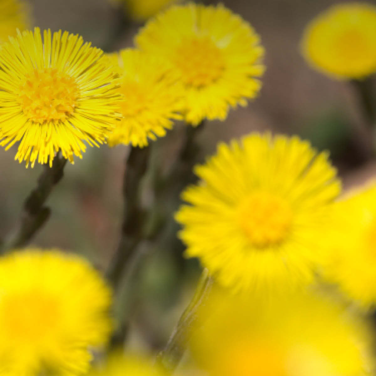 Huflattich BIO Anbau - Tussilago farfara Blüten Huflattich-Pflanze (Tussilago farfara) in der Frühlings-Blüte - die markanten gelben Korbblüten erscheinen vor den Blättern.