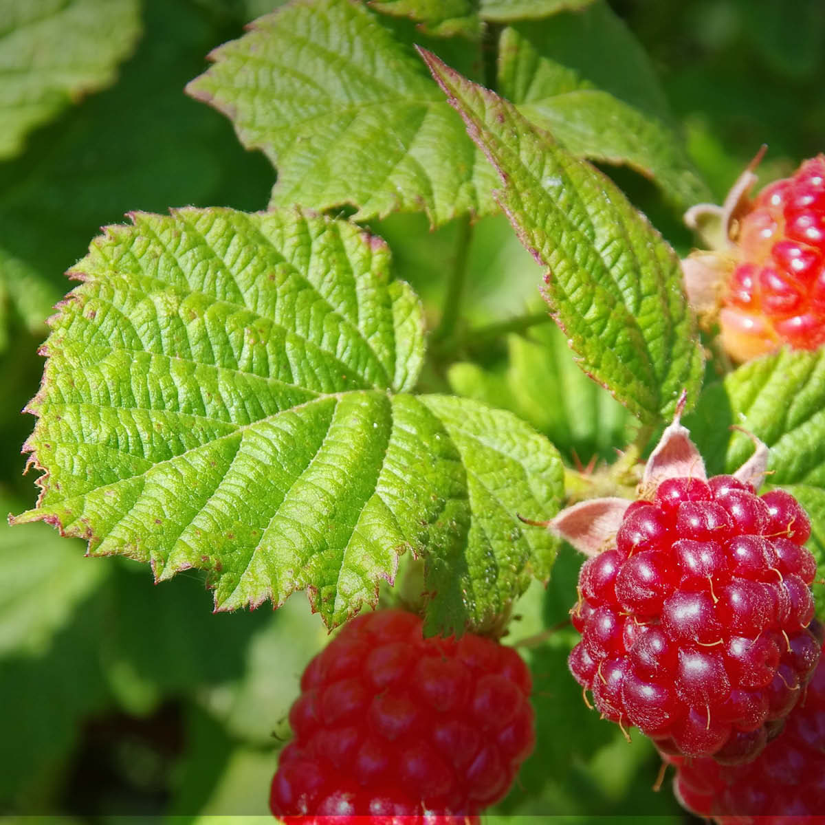 Rubus idaeus (Familie Rosaceae) - die Himbeerpflanze mit grünen Blättern und reifen Beeren. Bei EDEL KRAUT verarbeiten wir ausschließlich die Blätter als Rubi idaei folium zu sortenreinem BIO-Himbeerblättertee. DE-ÖKO-037.