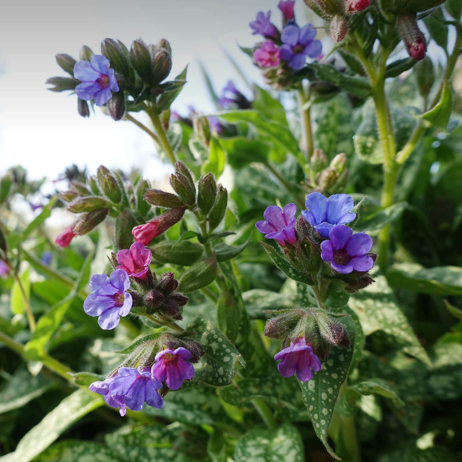 Lungenkrauttee Bio Pflanze – Blüten und Struktur im Detail | EDEL KRAUT Lungenkrauttee Bio Pflanze – Blätter und Blüten im Detail von EDEL KRAUT