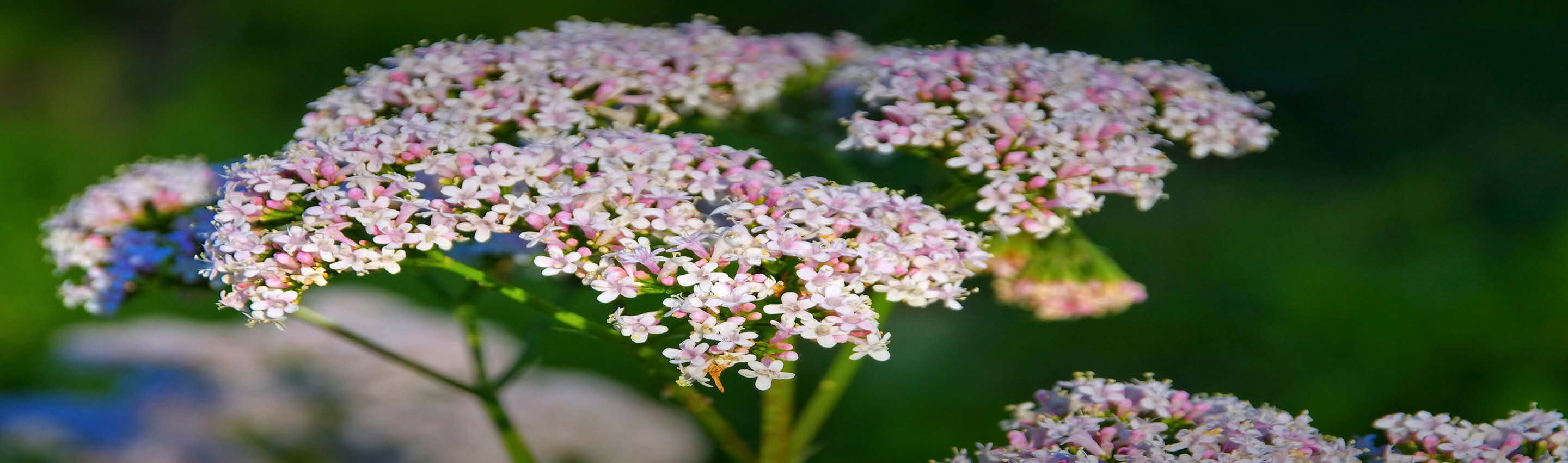 Baldrianpflanze – Premium Qualität aus der Natur Blühende Baldrianpflanze mit zarten rosa-weißen Blütendolden – 100% naturrein