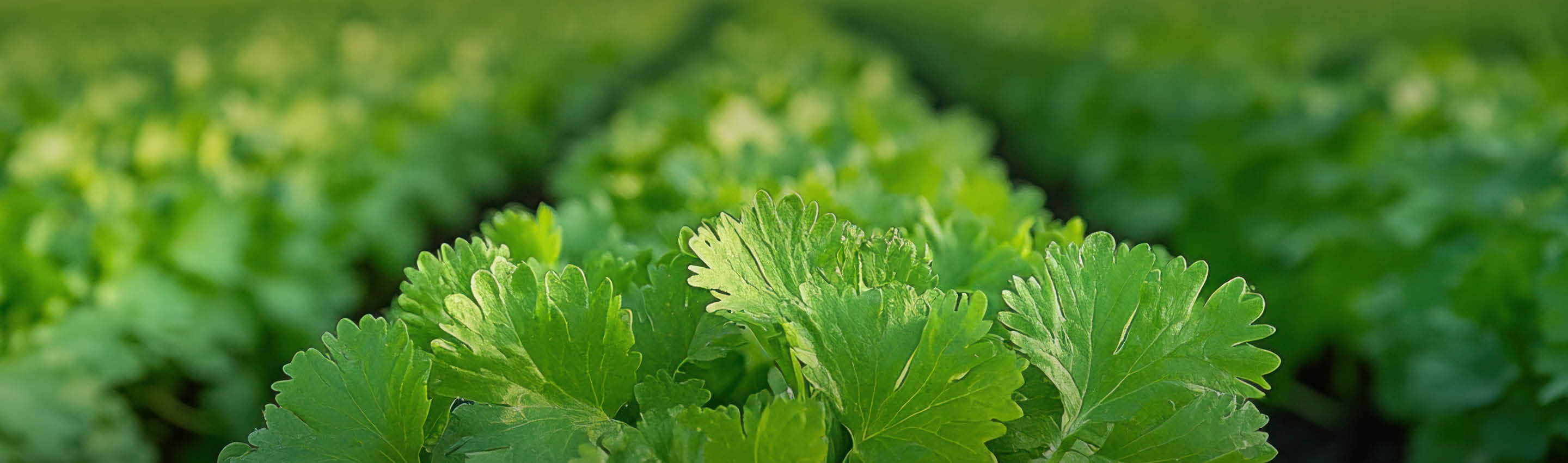 EDEL KRAUT Qualität – sorgfältig ausgewählte Kräuter aus nachhaltigem Anbau Detailaufnahme frischer grüner Kräuterblätter in sorgfältigem Anbau – Premium Qualität