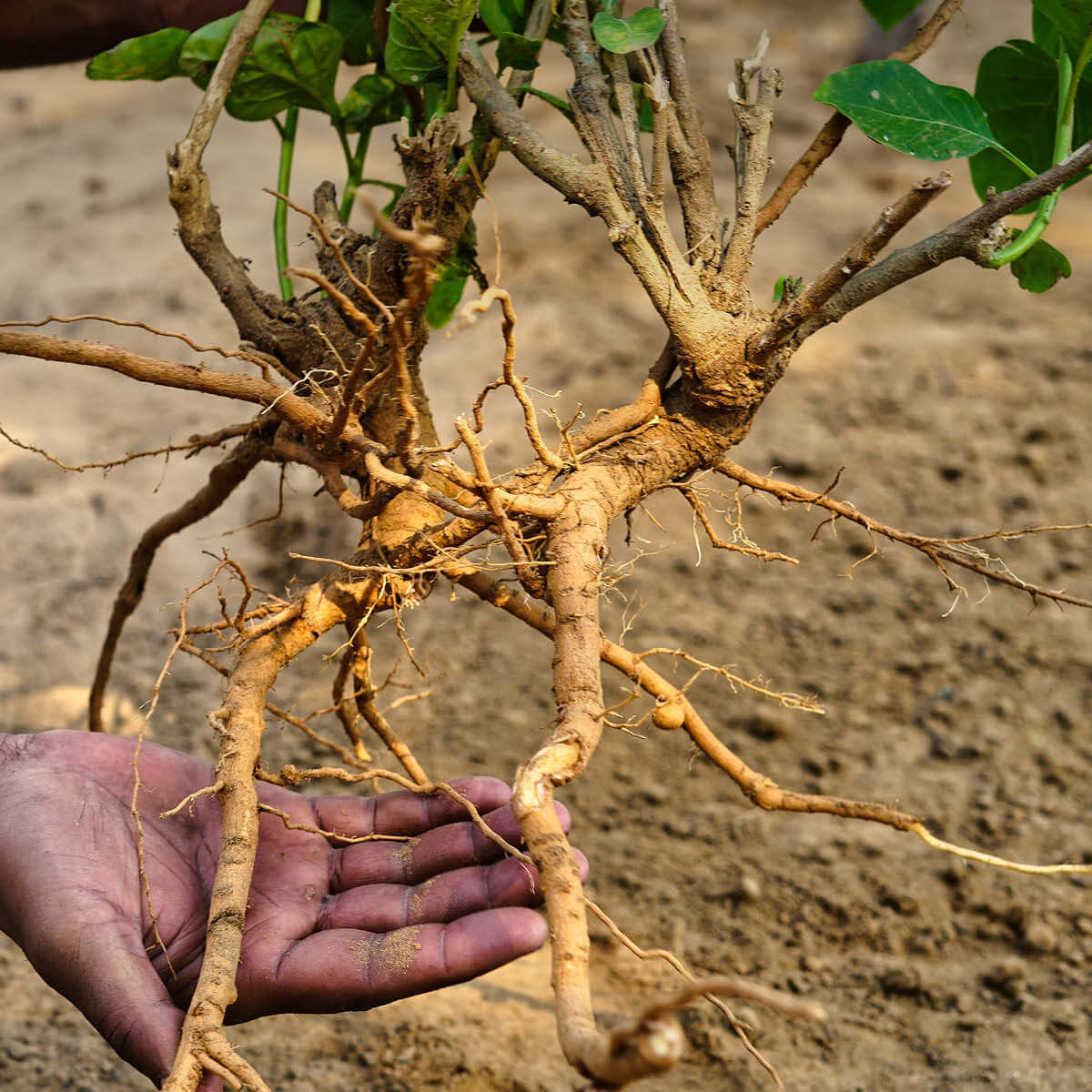 Erntemoment in Indien - Ashwagandha-Pflanze mit Wurzelballen vor dem Trocknen. EDEL KRAUT importiert direkt aus kontrolliertem Bio-Anbau.