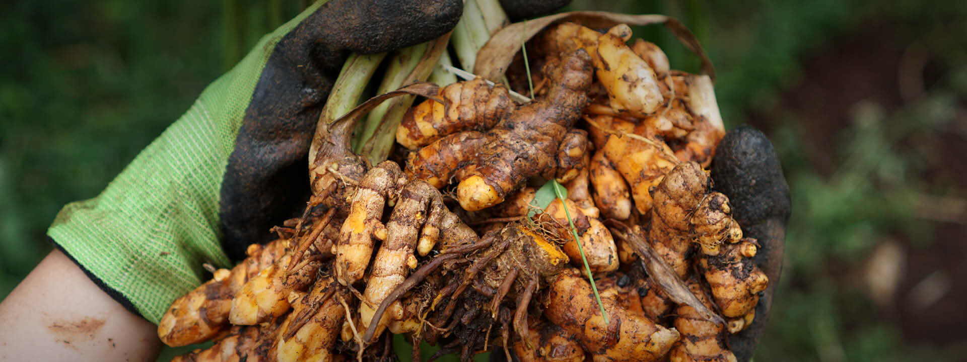 Kurkuma Herkunft - Handernte der Rhizome | EDEL KRAUT Kurkuma Ernte - frisch geerntete Curcuma longa Rhizome mit goldgelben Bruchstellen in Händen