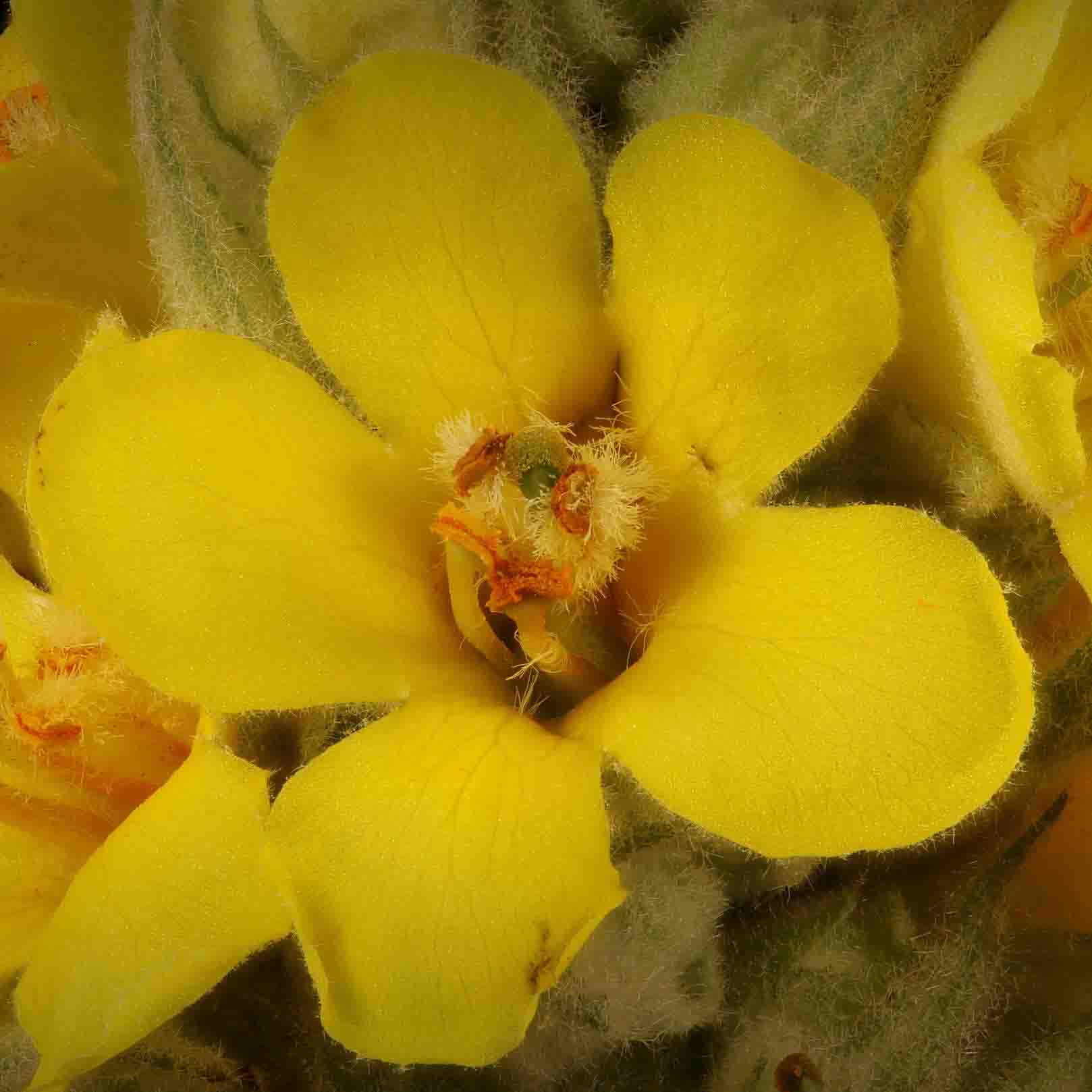Königskerzenblüte in Nahaufnahme - leuchtend gelbe Blütenblätter von Verbascum thapsus mit samtigem Kelch Königskerze Blüte - botanische Schönheit | EDEL KRAUT