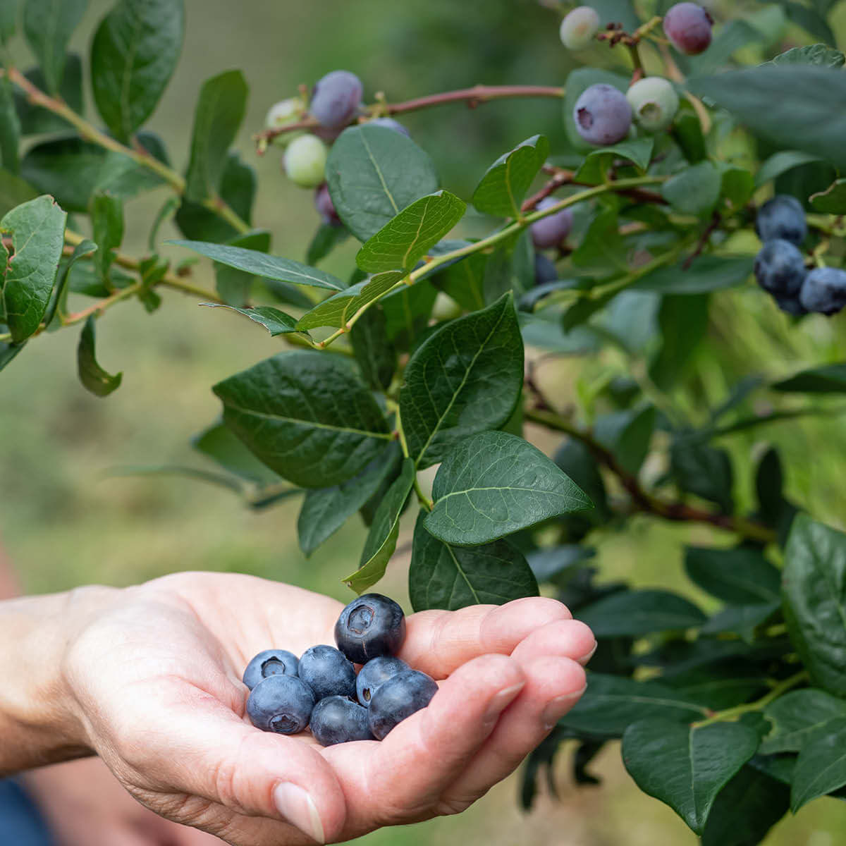Heidelbeerblätter aus kontrolliert biologischem Anbau - frische Beeren vor dem Heidelbeer-Strauch der Ericaceae-Familie, schonend getrocknet. Heidelbeerblätter aus kontrolliert biologischem Anbau - frische Beeren vor dem Heidelbeer-Strauch der Ericaceae-Familie, schonend getrocknet.