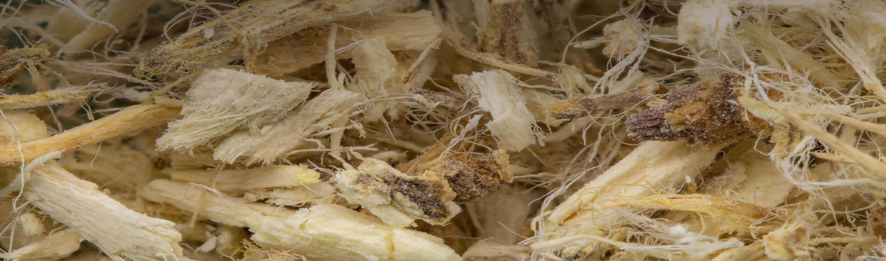 Detailansicht geschnittener Eibischwurzel - faserige Wurzelstruktur in naturreiner Bioqualität von EDEL KRAUT Eibischwurzel Detailansicht - handverlesen | EDEL KRAUT