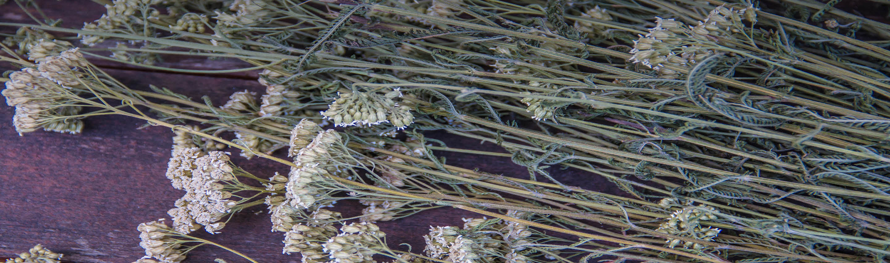 Getrocknete Schafgarbe – naturbelassen & traditionell verarbeitet Getrocknete Schafgarbe auf Holztisch – traditionell verarbeitetes Bio-Kraut aus Wildsammlung