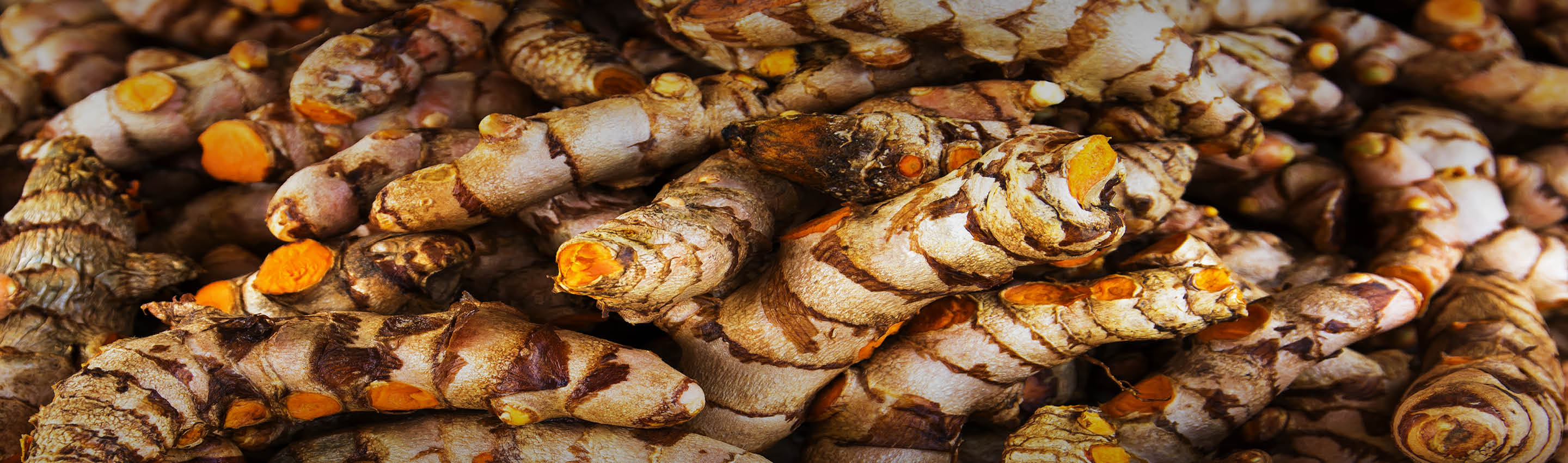 Kurkuma FAQ – EDEL KRAUT Frische Kurkuma-Wurzel als Rohstoff – Grundlage vieler Fragen im FAQ