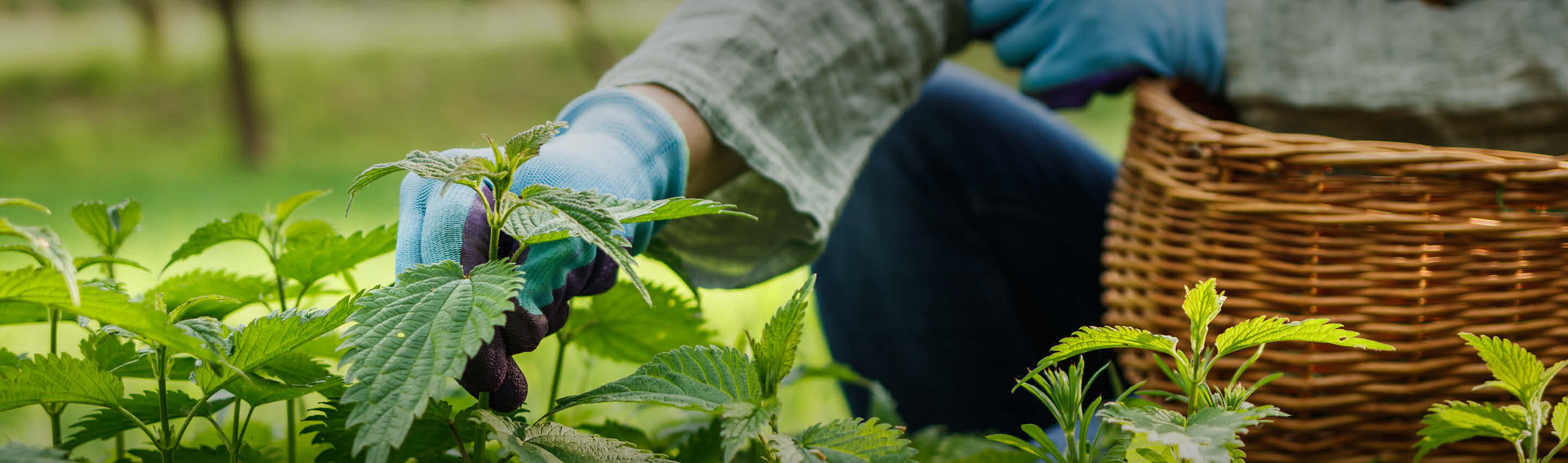 Brennnessel-Ernte von Hand - junge Urtica dioica Triebe werden mit Handschuhen in Weidenkorb gesammelt Brennnessel Ernte - traditionelle Handarbeit | EDEL KRAUT