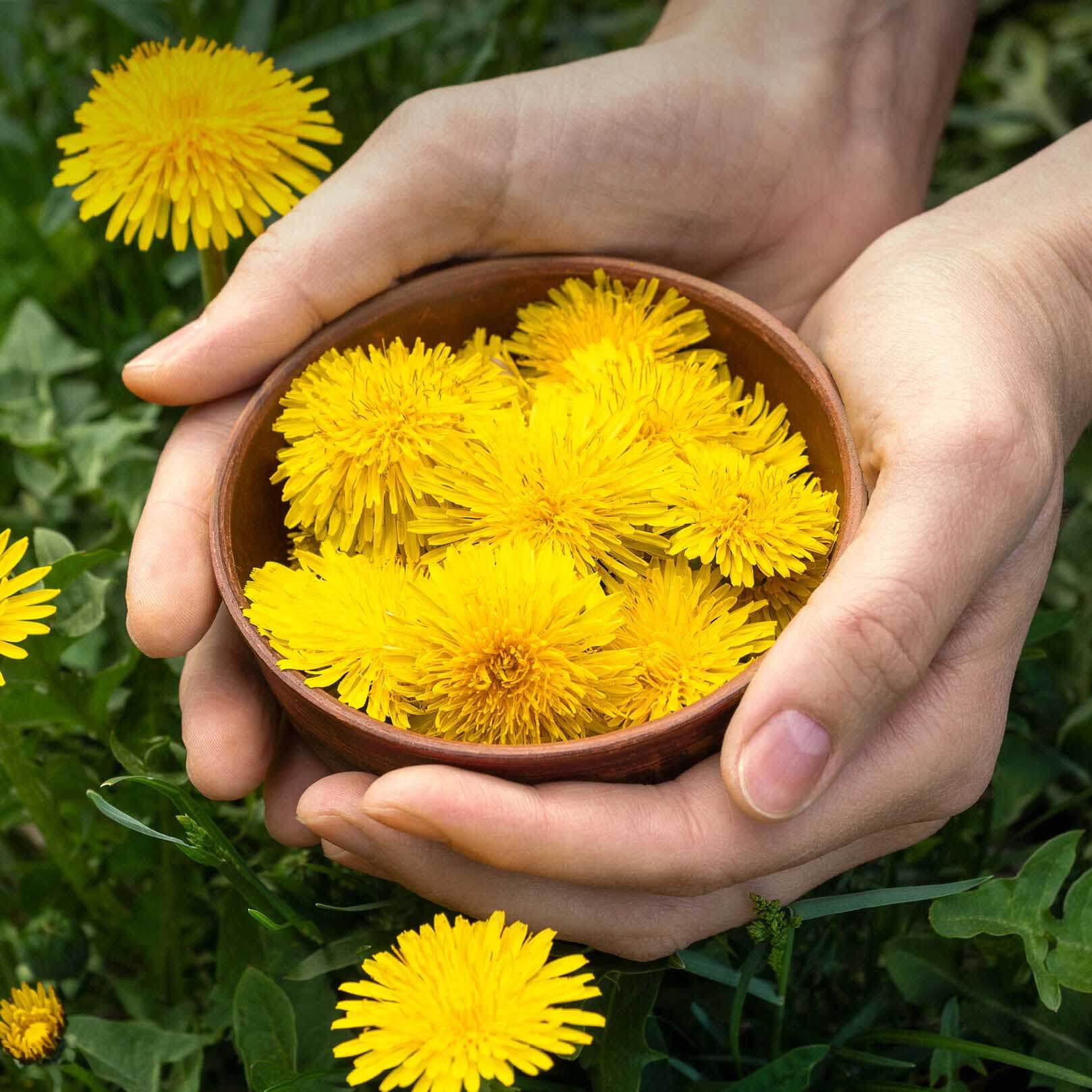 Frische Löwenzahnblüten in einer Holzschale, von Hand gesammelt auf einer Wiese Löwenzahnwurzel kaufen - Löwenzahn aus naturnaher Ernte | EDEL KRAUT