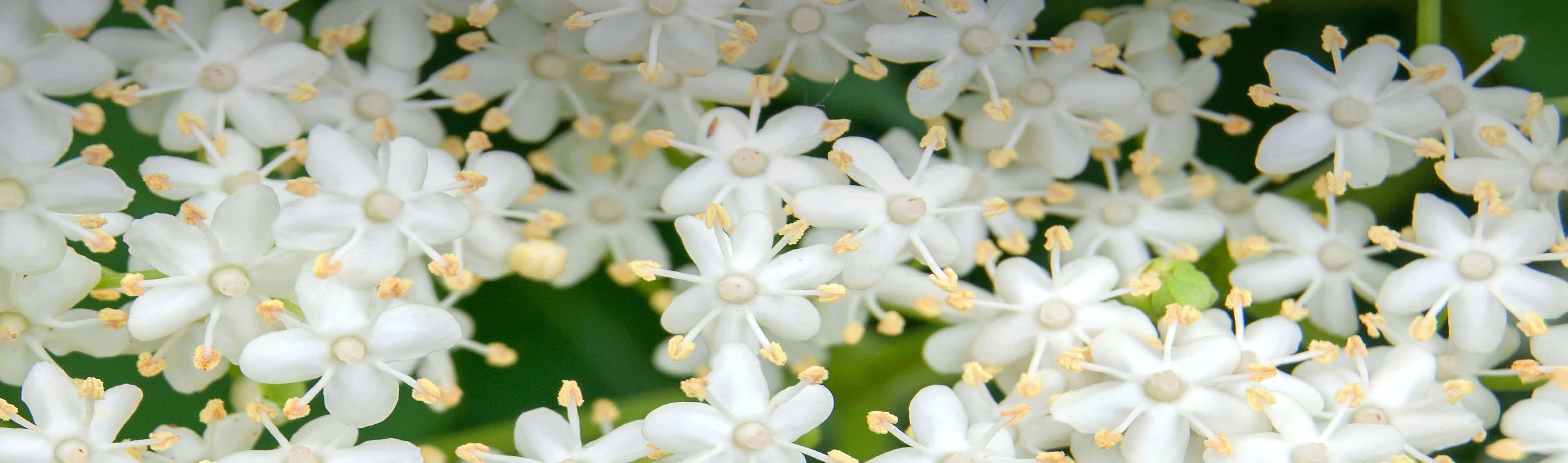 Blüten Blüten