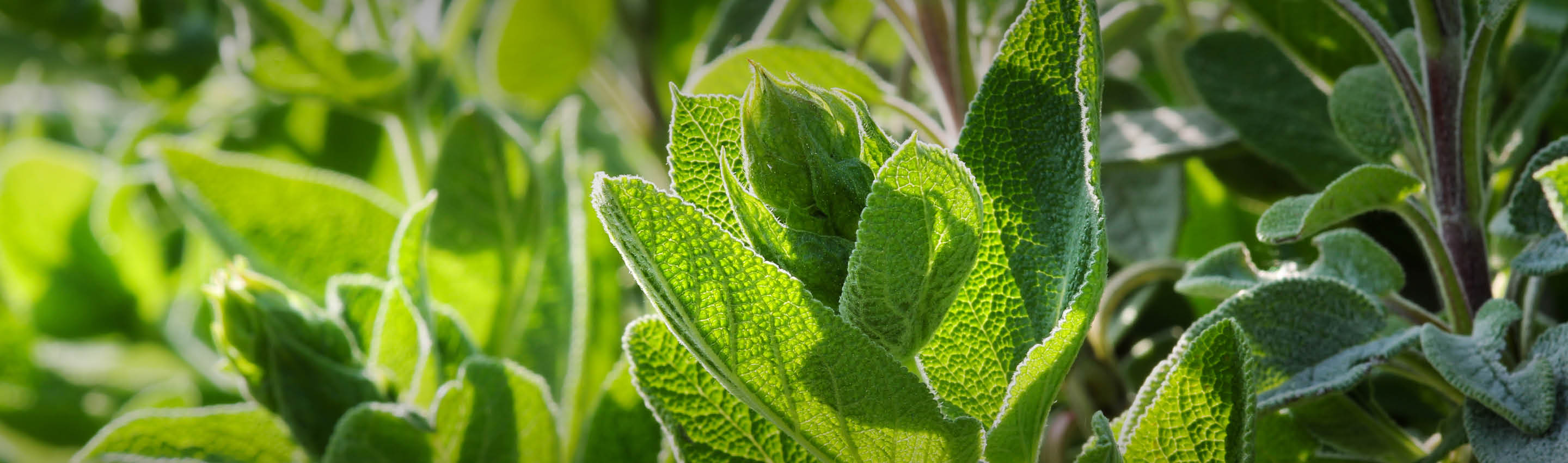 Salbeikraut Wissen – Herkunft & Wirkung Salbeipflanze im Garten – Wissen rund um Herkunft und Botanik des Salbeis