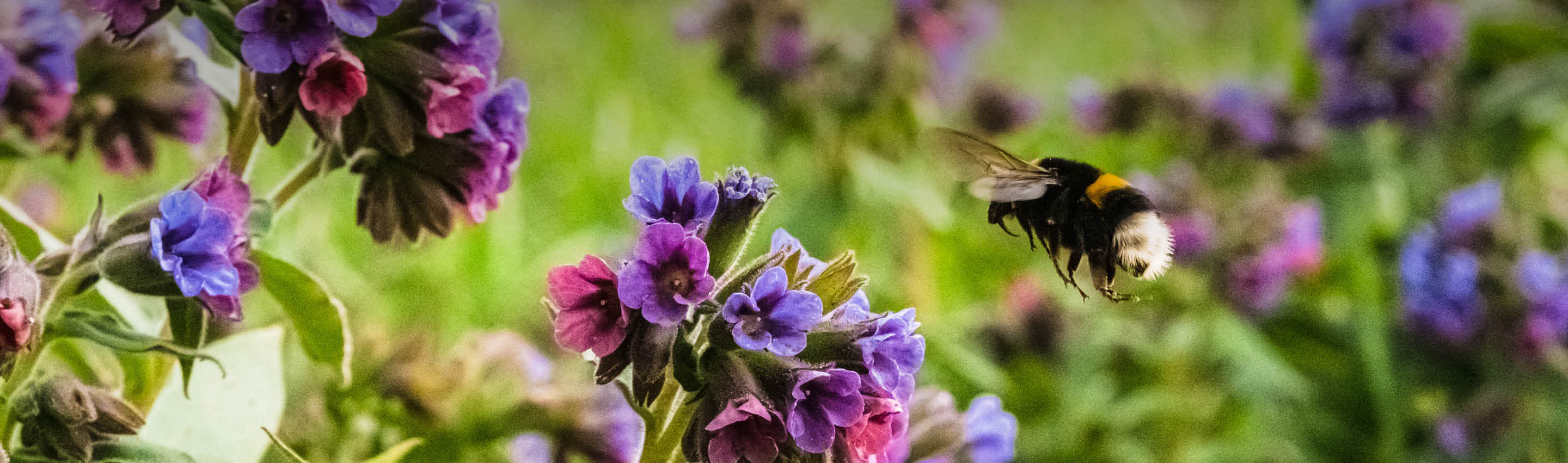Lungenkraut Bio – natürliche Pflanze in Blüte | EDEL KRAUT Lungenkraut Bio Pflanze in der Natur – Frühlingskraut mit Blüten und Blättern von EDEL KRAUT