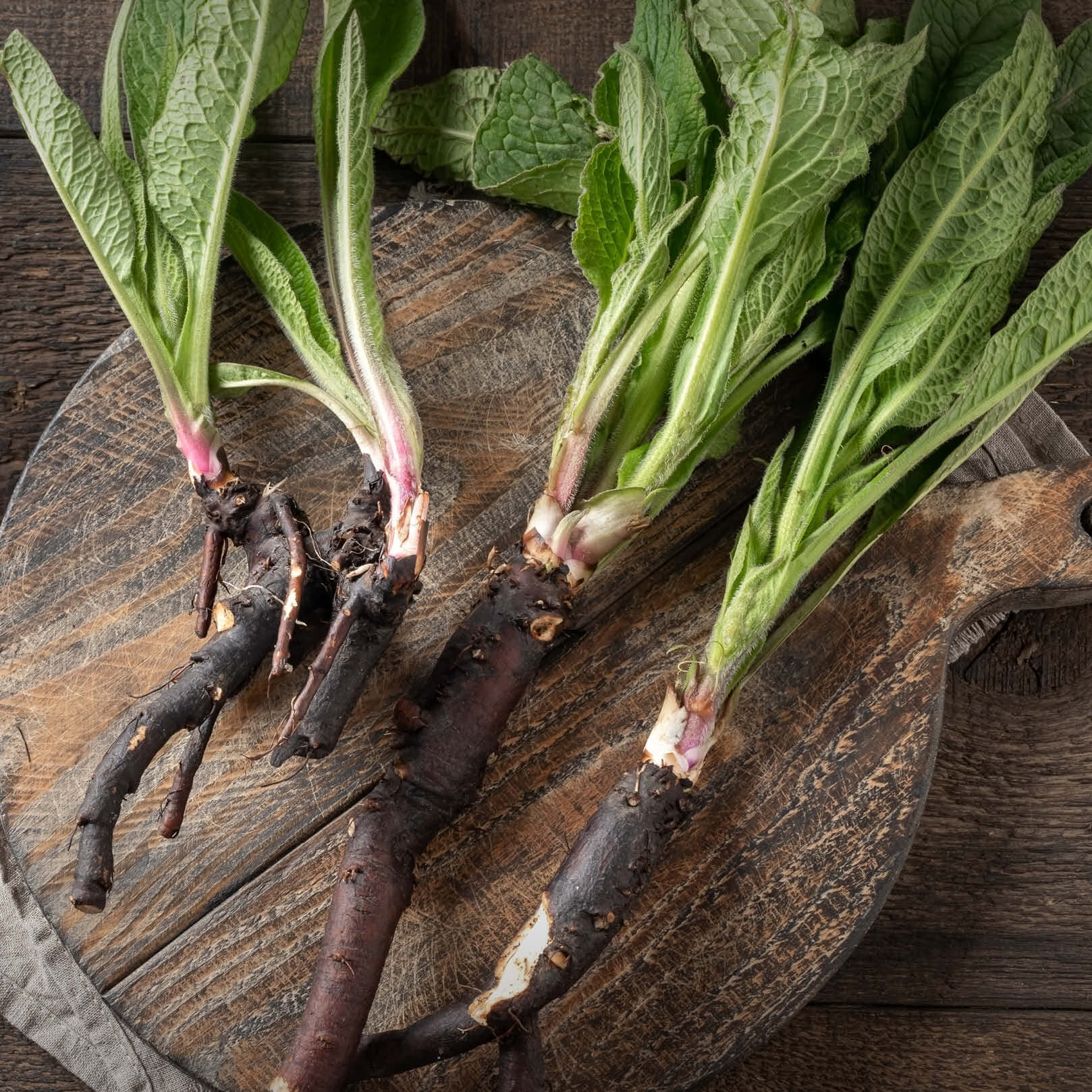 Beinwellwurzel im Rohzustand - naturbelassener Ursprung des Kräuterrohstoffs | EDEL KRAUT Beinwellwurzel im Rohzustand - naturbelassener Ursprung des Kräuterrohstoffs | EDEL KRAUT