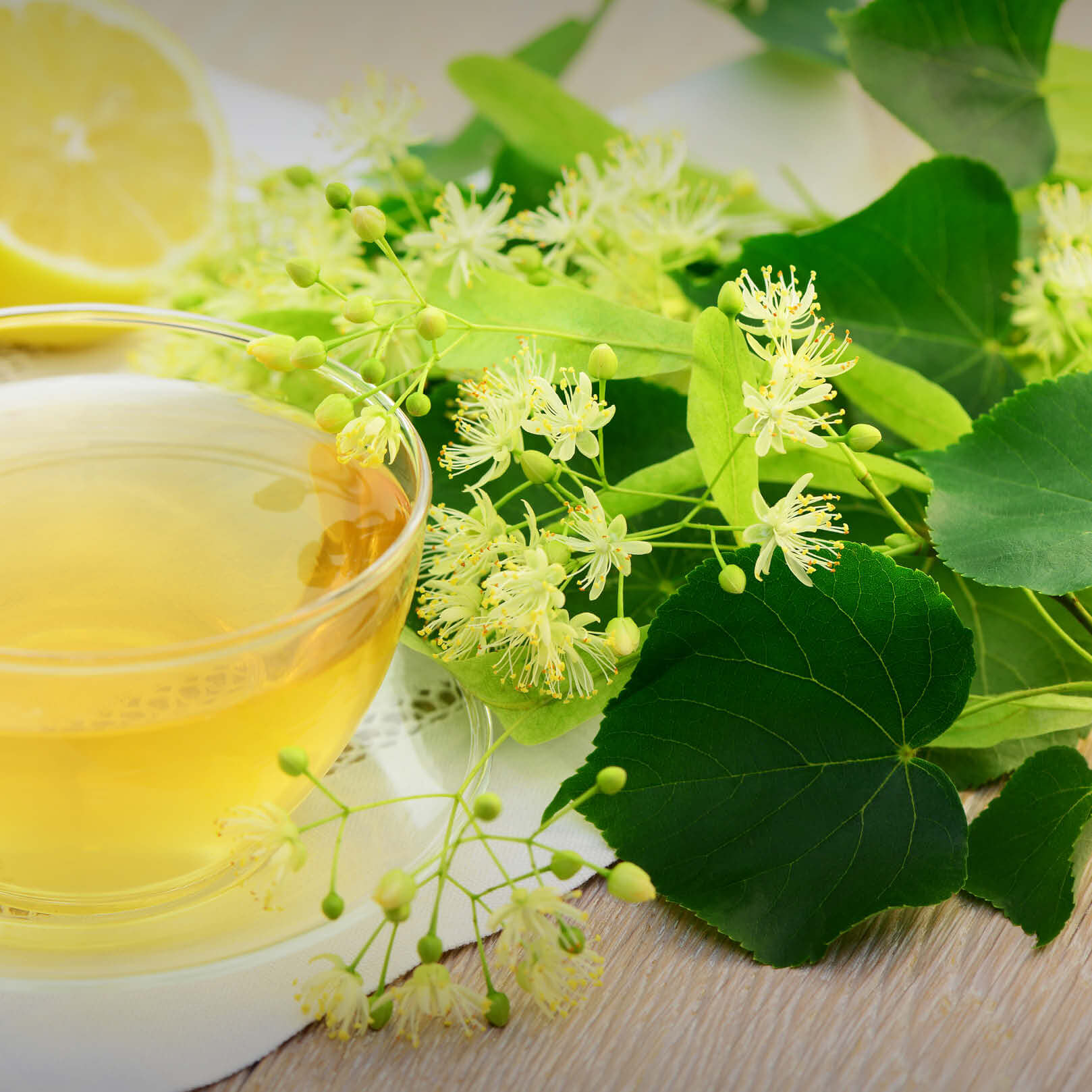 Lindentee in Glastasse neben frischen Lindenblüten - goldgelber Aufguss mit Blättern und Blüten der Tilia Argentea Lindentee Genussmoment - frisch aufgebrüht | EDEL KRAUT