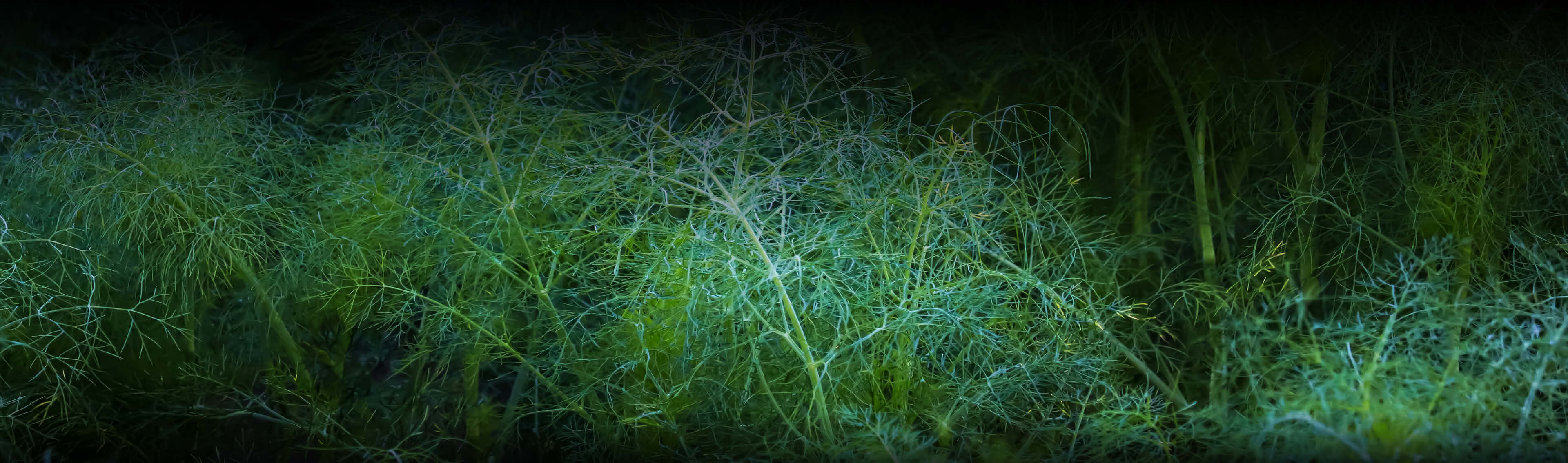 EDEL KRAUT | Hildegard von Bingen Gewürze kaufen EDEL KRAUT | Hildegard von Bingen Dill