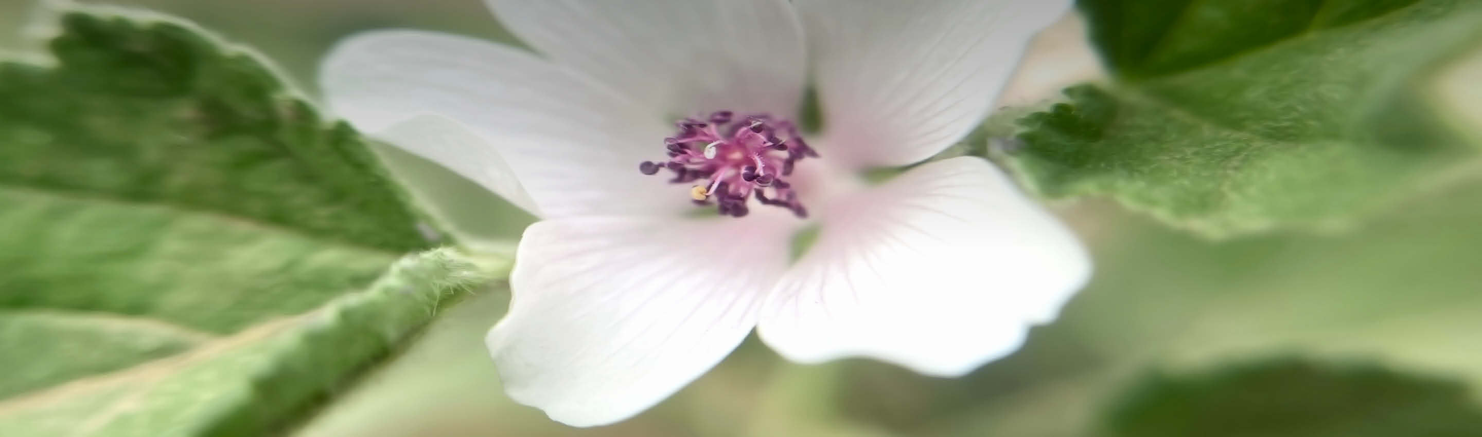 Weiße Eibischblüte mit violettem Stempel - Althaea officinalis in Bio-Qualität, natürliche Schönheit der Heilpflanze Eibischblüte in Bio-Qualität - reine Natur | EDEL KRAUT