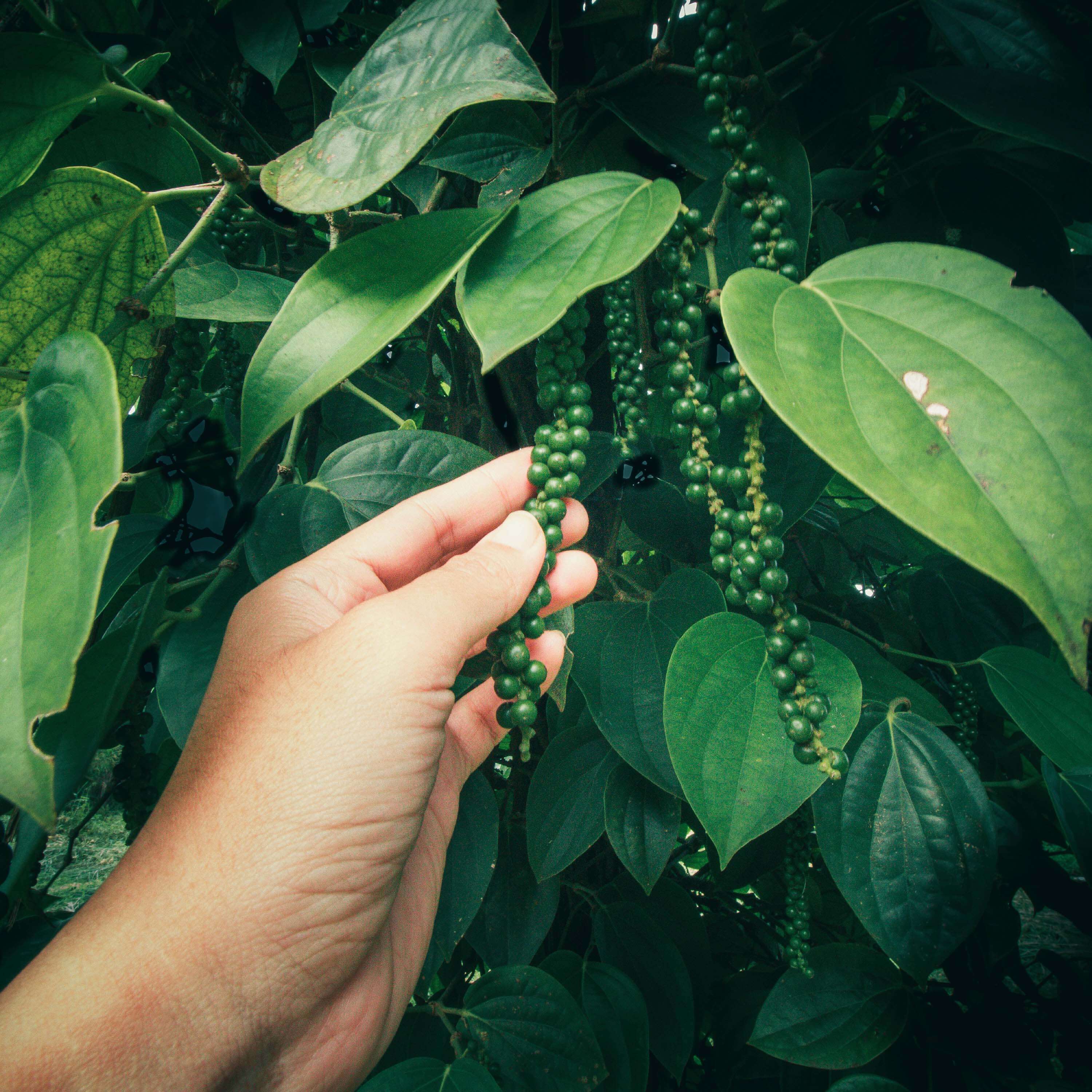 BIO Pfeffer schwarz XXL Set Schwarzer Pfeffer schonend geerntet