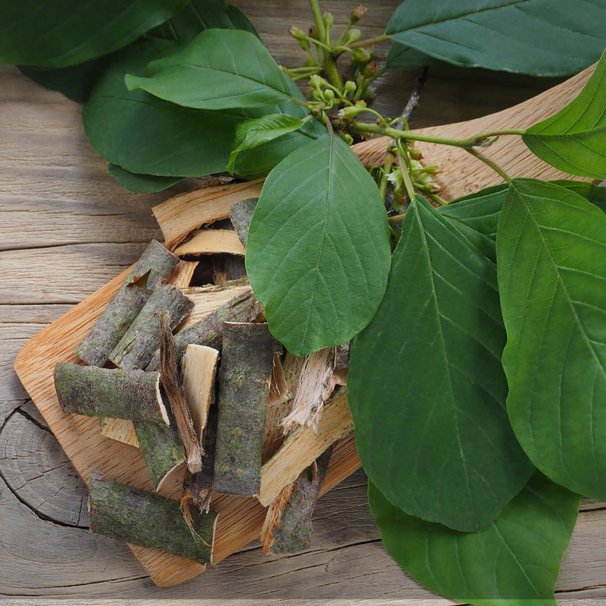 Rhamnus frangula (Frangula alnus, Familie Rhamnaceae) - die Pflanze, von der bei EDEL KRAUT die Rinde als Frangulae cortex Heilkraut-Rohstoff gewonnen wird. BIO aus DE-ÖKO-037 zertifiziertem Anbau. Rhamnus frangula (Frangula alnus, Familie Rhamnaceae) - die Pflanze, von der bei EDEL KRAUT die Rinde als Frangulae cortex Heilkraut-Rohstoff gewonnen wird. BIO aus DE-ÖKO-037 zertifiziertem Anbau.