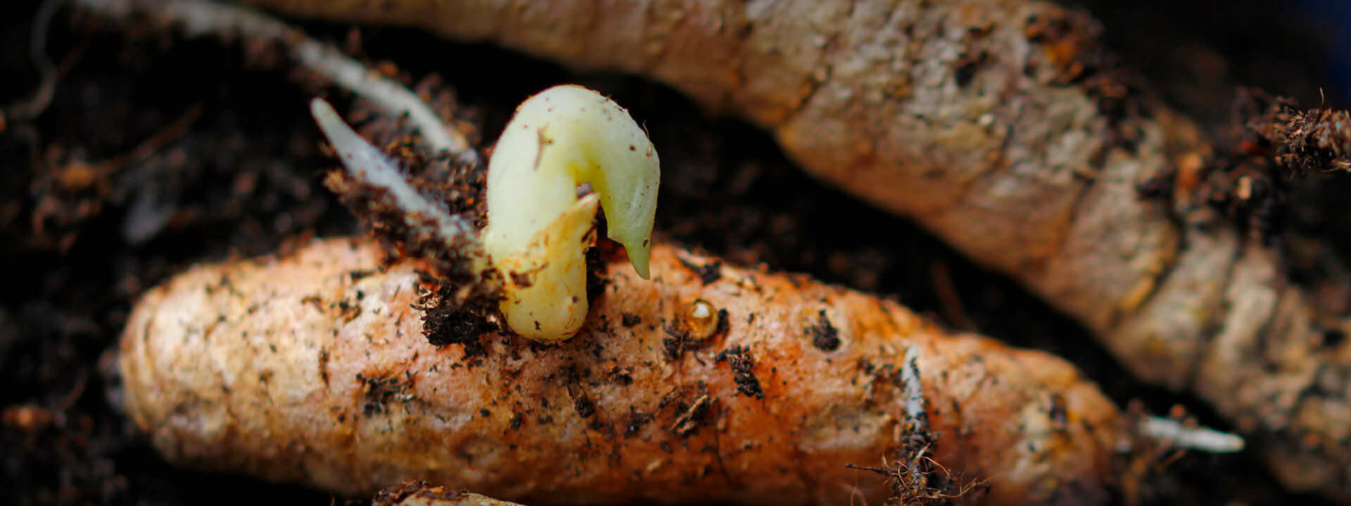 Bio Kurkuma Anbau - vegetative Vermehrung | EDEL KRAUT Kurkuma Rhizom mit frischem Austrieb - Curcuma longa Wurzelstock in humusreicher Erde