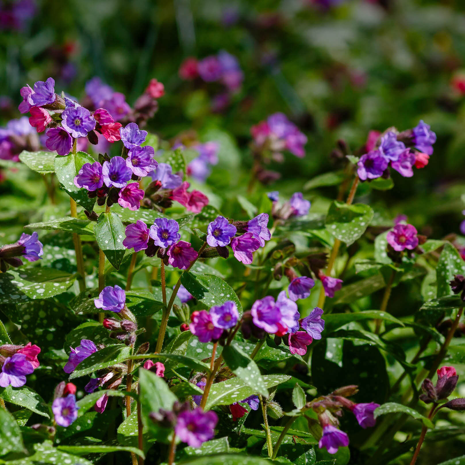 Lungenkraut Bio Anbau – nachhaltig und schonend | EDEL KRAUT Lungenkraut Bio Feld mit violett-rosa Blüten – EDEL KRAUT Anbau