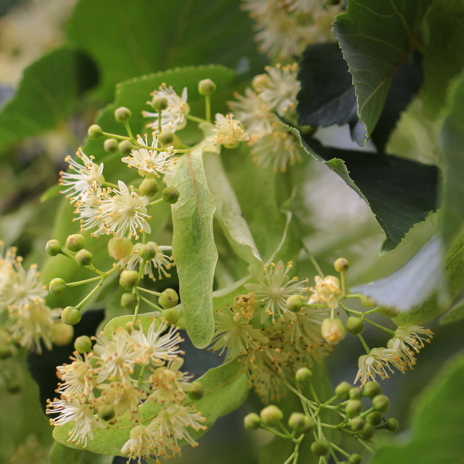 Lindenblüten mit Hochblatt am Baum - cremefarbene Blütenstände der Tilia Argentea in natürlicher Umgebung Lindenblüten mit Blatt - Herkunft & Botanik Pflanze