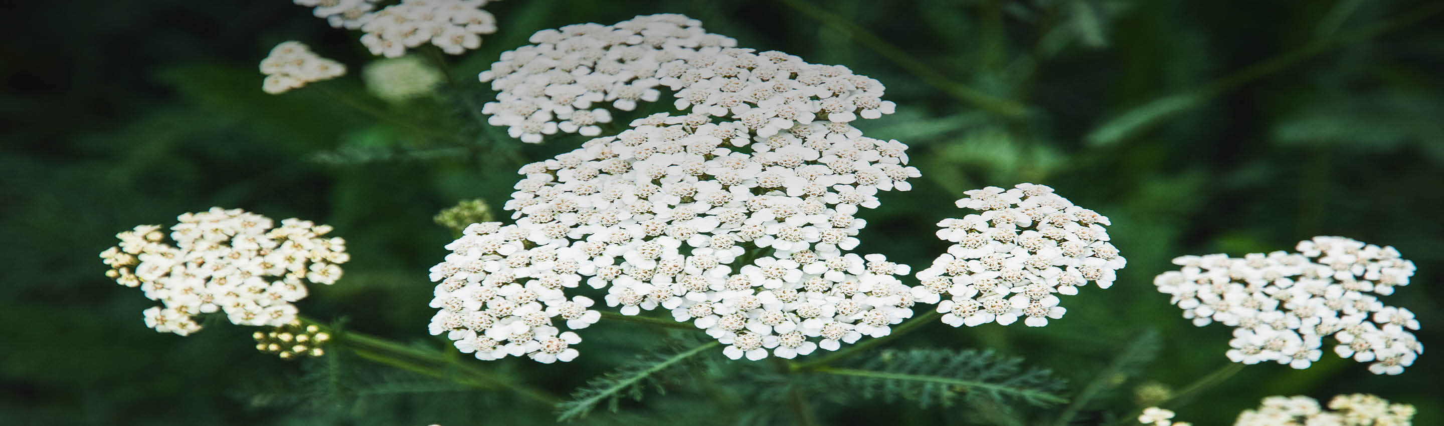 Getrocknete Schafgarbe – naturbelassen & nachhaltig verarbeitet Getrocknete Schafgarbe auf Holz – naturbelassenes Kraut nach der Ernte
