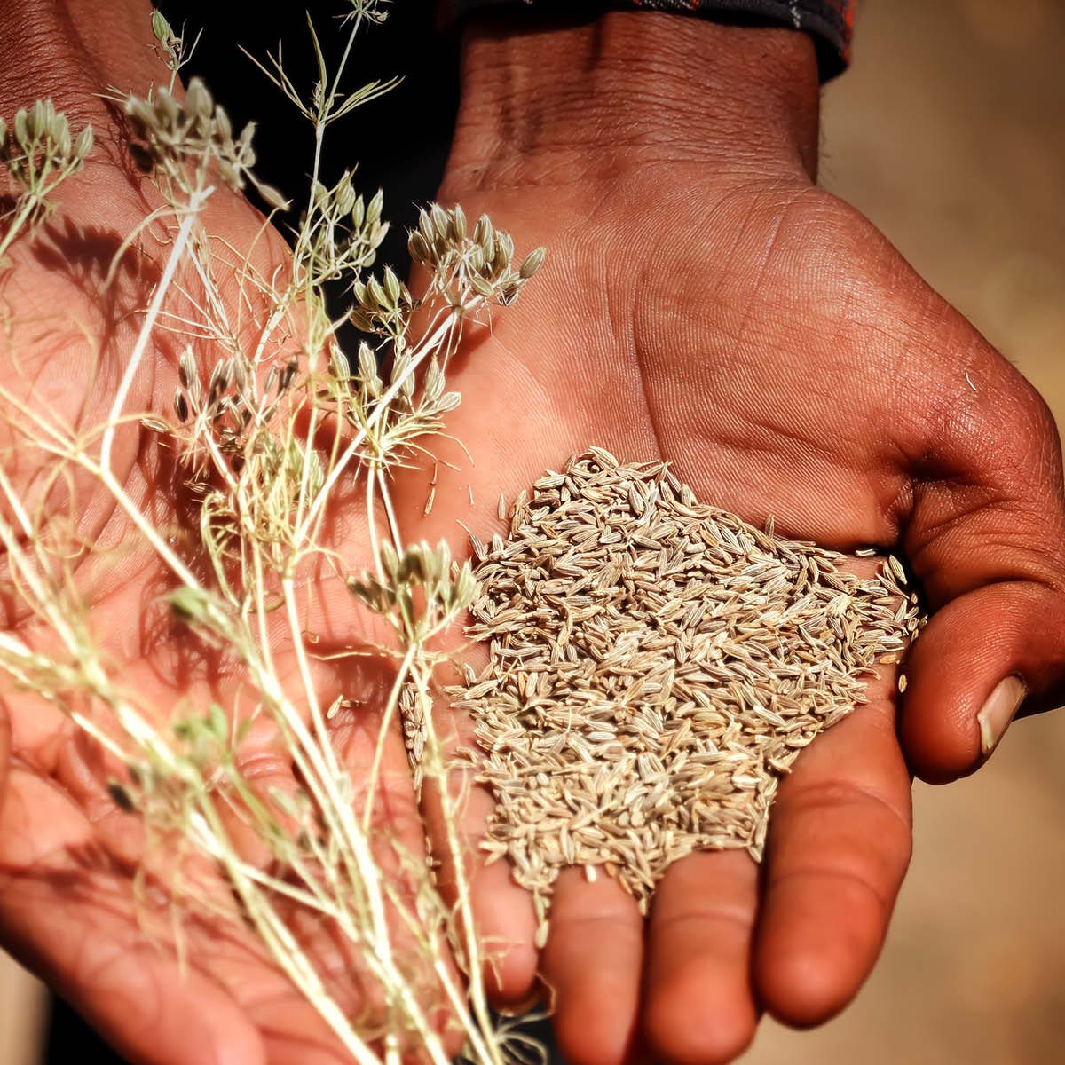 Bio Kreuzkümmel-Anbau - Direktimport Cumin EDEL KRAUT Bio-Kreuzkümmel-Direktimport in Erntehänden - Bio-Kreuzkümmelsamen mit Cuminum cyminum Pflanze aus kontrolliert biologischem Anbau.
