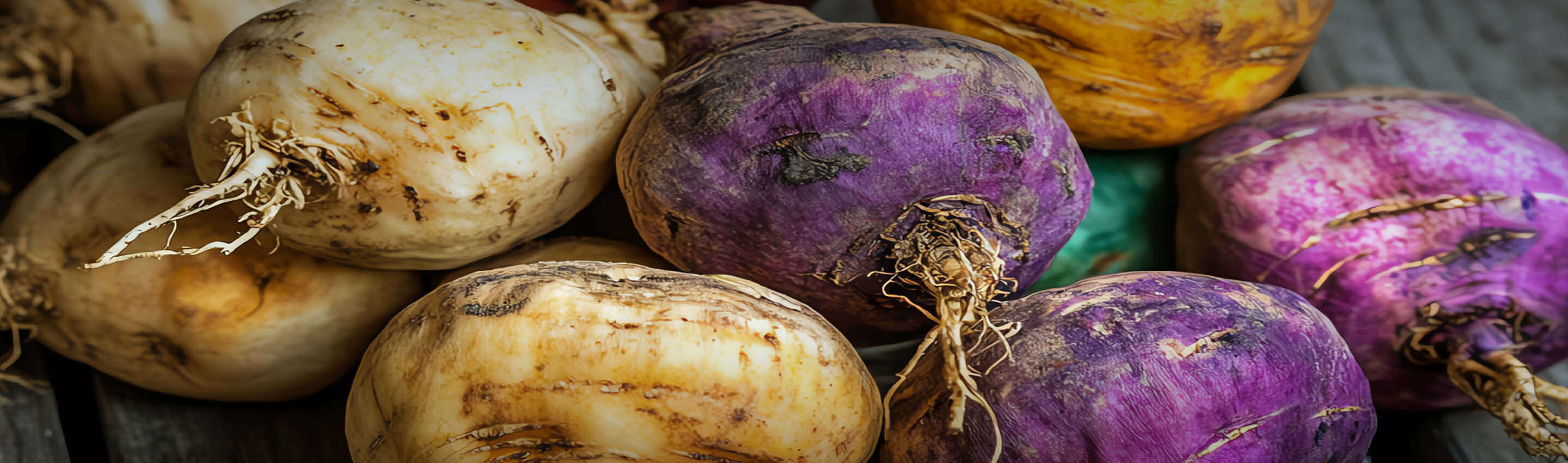 Maca – natürliche Energiequelle aus den Anden Frischer Maca in Gelb, Weiß und Violett – Superfood aus den Anden