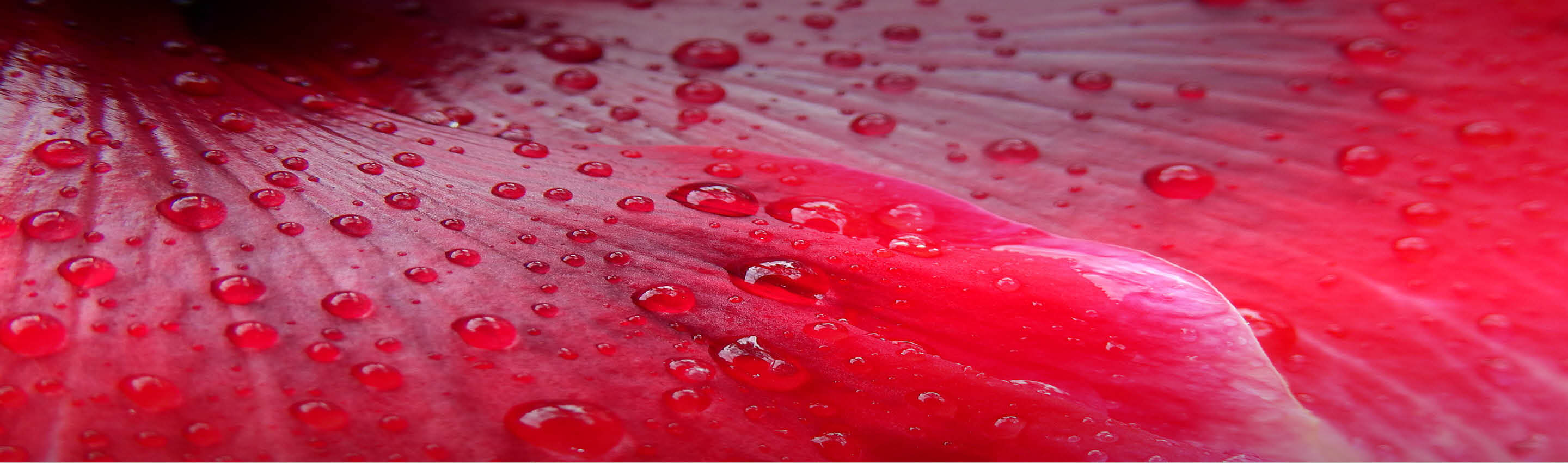 Hibiskusblüte BIO mit Morgentau – Premium Qualität für besondere Momente Detailaufnahme einer roten Hibiskusblüte mit Morgentau-Tropfen – Premium Qualität