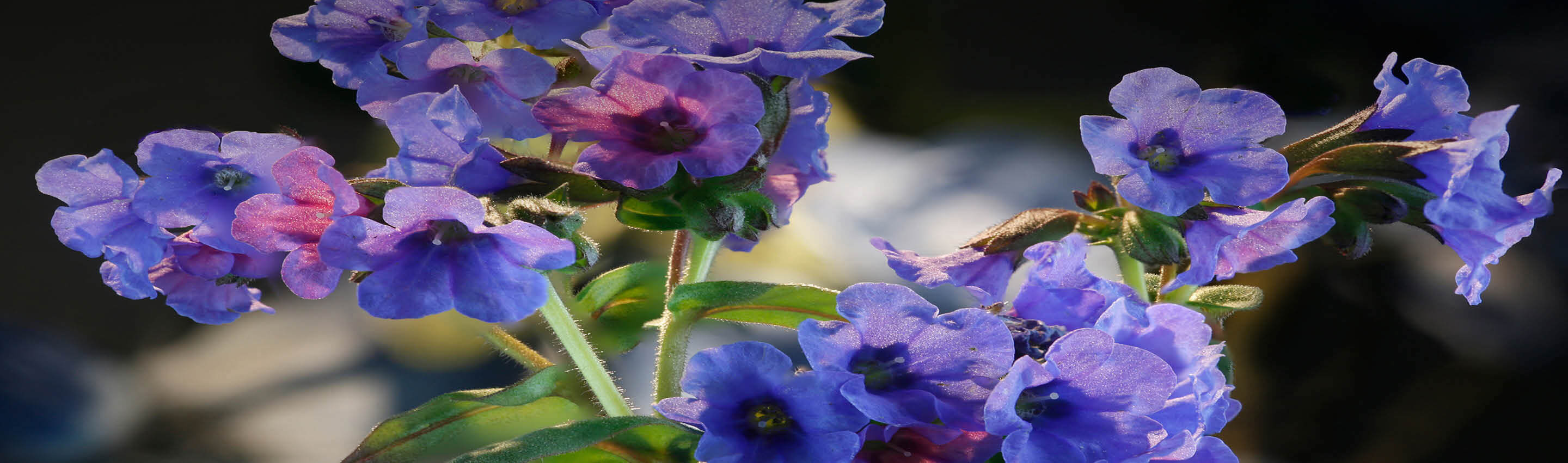Lungenkraut Bio kaufen – Blüten in Rosa und Blau | EDEL KRAUT Lungenkraut Bio Blüten – rosa-blaue Farbvielfalt der Pflanze von EDEL KRAUT