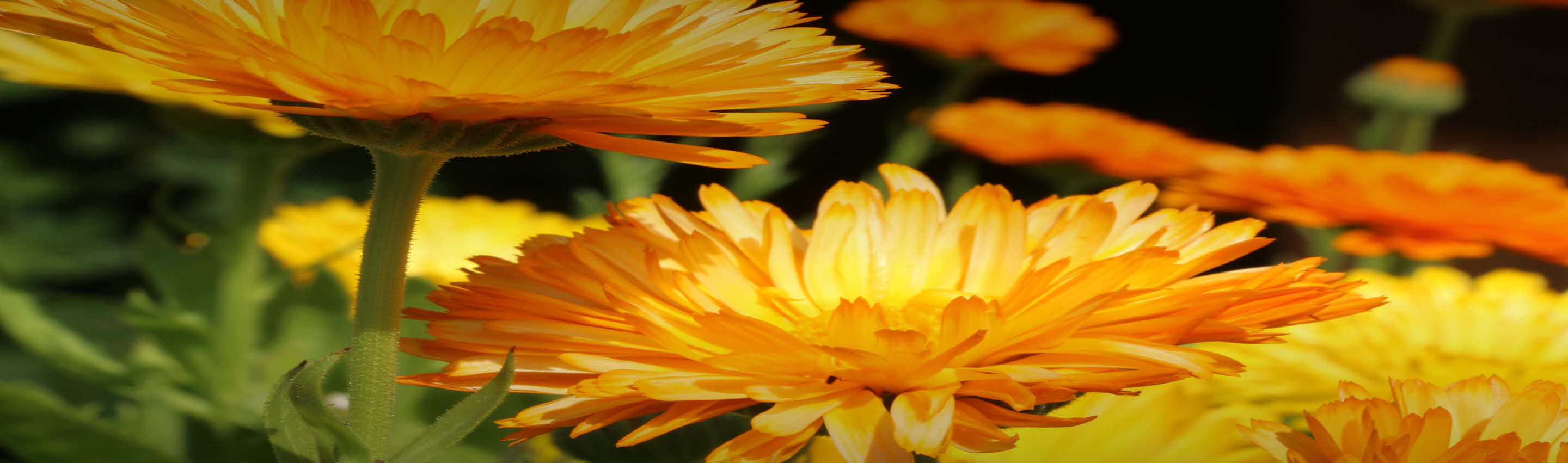 Ringelblume – Premium Qualität aus nachhaltigem Anbau Detailaufnahme leuchtend orangefarbener Ringelblumenblüten – 100% naturrein