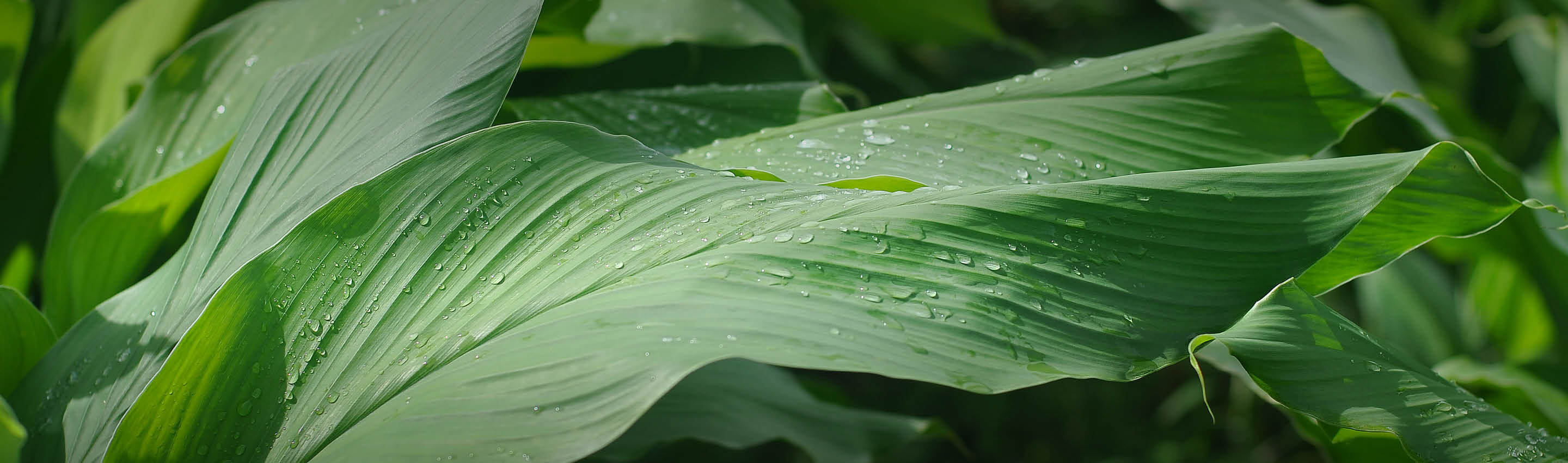 Kurkuma Pflanze Bio-Anbau – EDEL KRAUT Kurkuma-Pflanzen im tropischen Bio-Anbaugebiet – Ursprung und Naturkraft