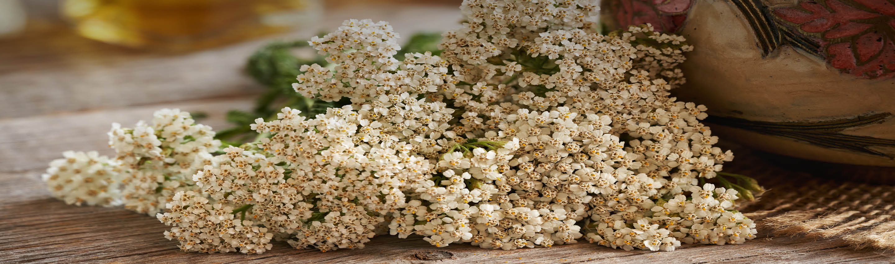 Schafgarbe in der Natur entdecken – traditionelle Pflanze in Bio-Qualität Schafgarbe mit weißen Blütendolden in der Natur – botanische Pflanze für Kräuterwissen