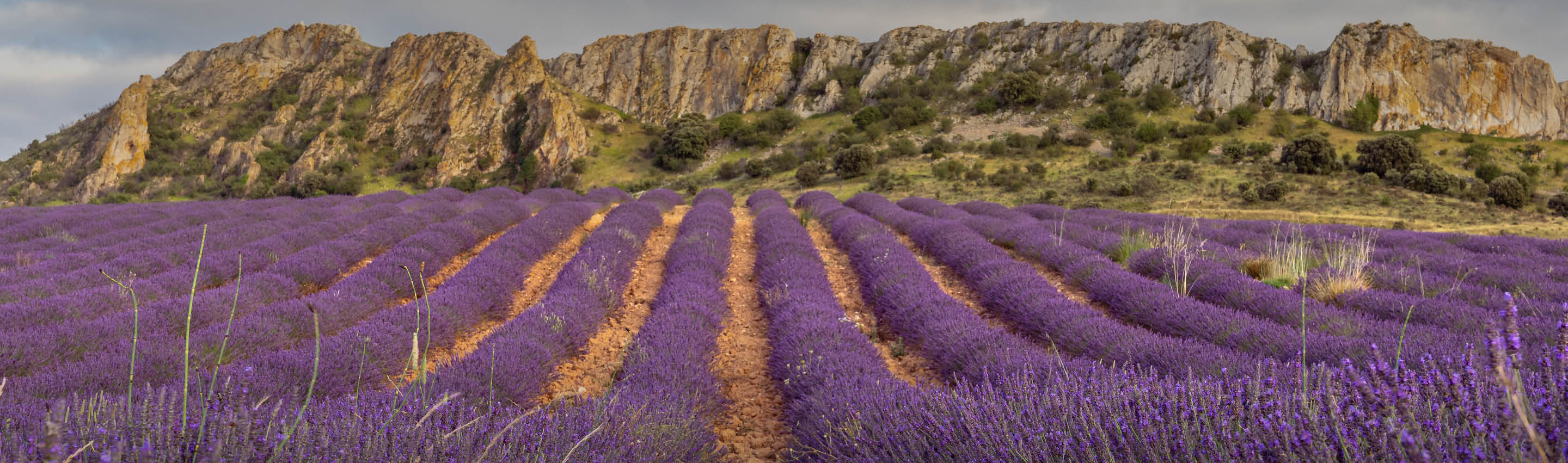 EDEL KRAUT Herkunft – natürliche Anbaugebiete für reine Kräuterqualität Lavendelfelder vor markanten Felsformationen in mediterraner Landschaft – Herkunft unserer Kräuter