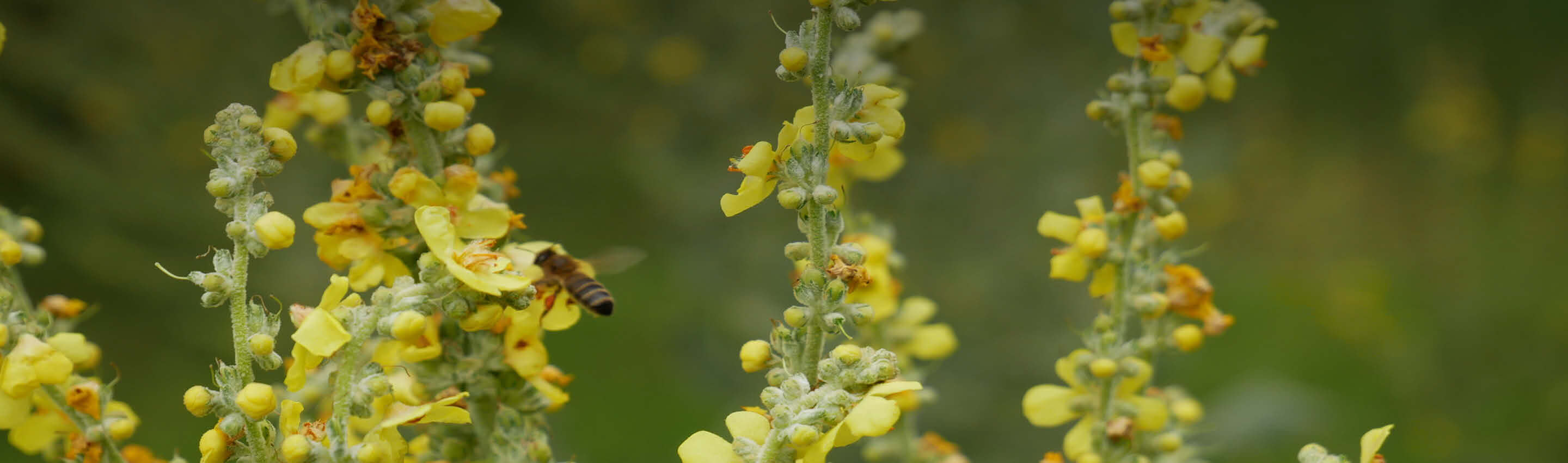 Königskerze im Bio-Anbau mit Biene - Verbascum thapsus Blütenstände in naturnaher Kultivierung Königskerze Bio-Anbau - natürliche Bestäubung | EDEL KRAUT