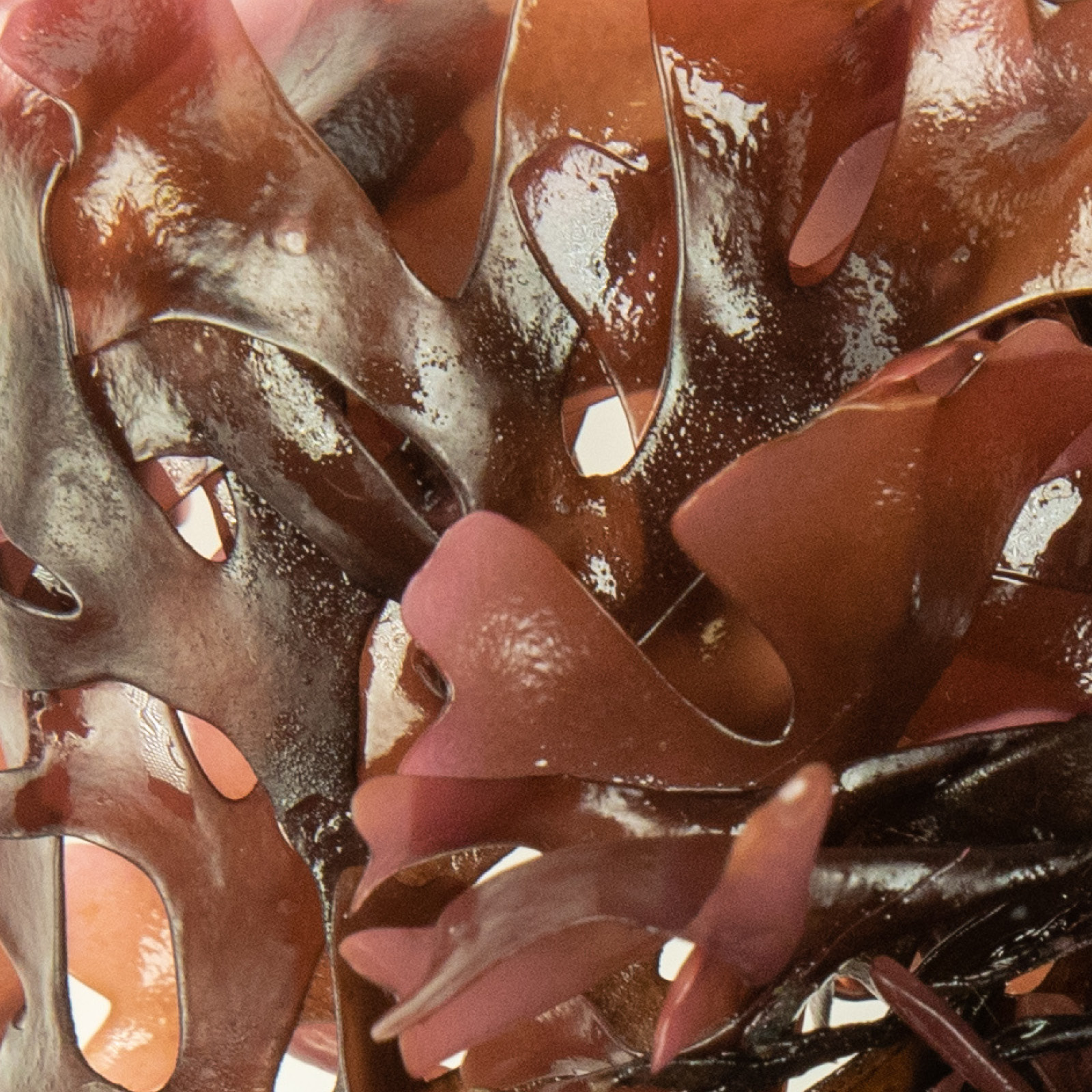 irisch-moos-bio Irisch Moos BIO