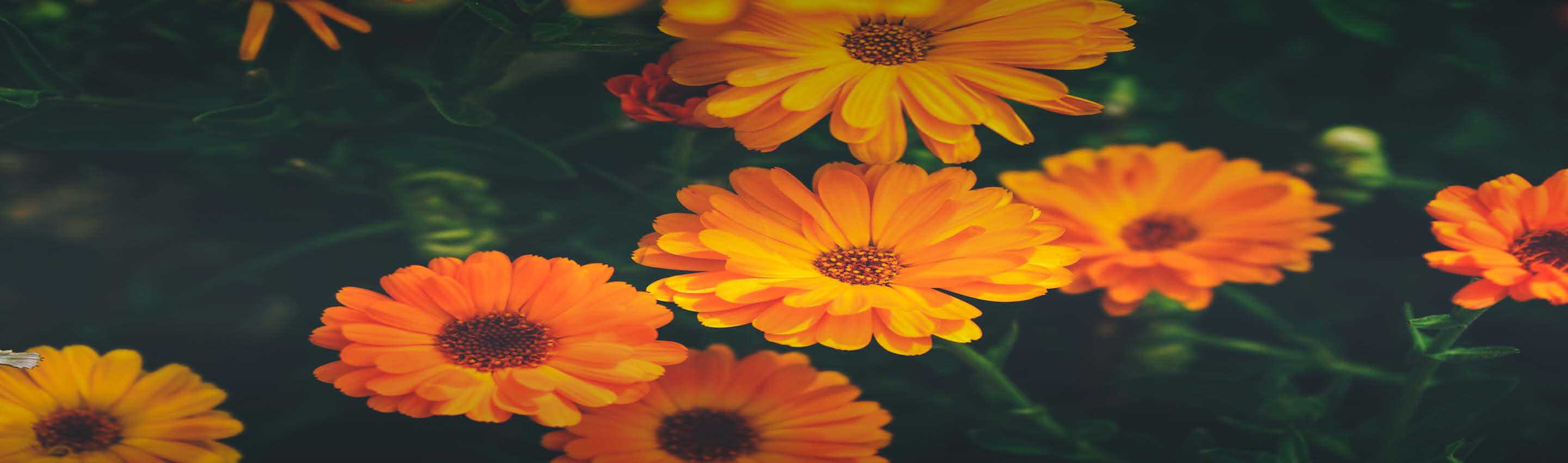 Calendula officinalis – Bio-Qualität aus kontrolliert biologischem Anbau Leuchtend orangefarbene Calendula officinalis Blüten im Garten – 100% naturrein