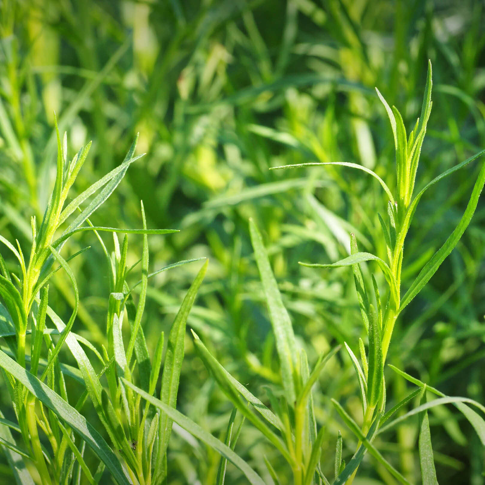 Frischer Estragon Gewürz im Wachstum - schmale grüne Blätter von Artemisia dracunculus in natürlicher Umgebung Estragon Gewürze frisch - natürliche Herkunft | EDEL KRAUT